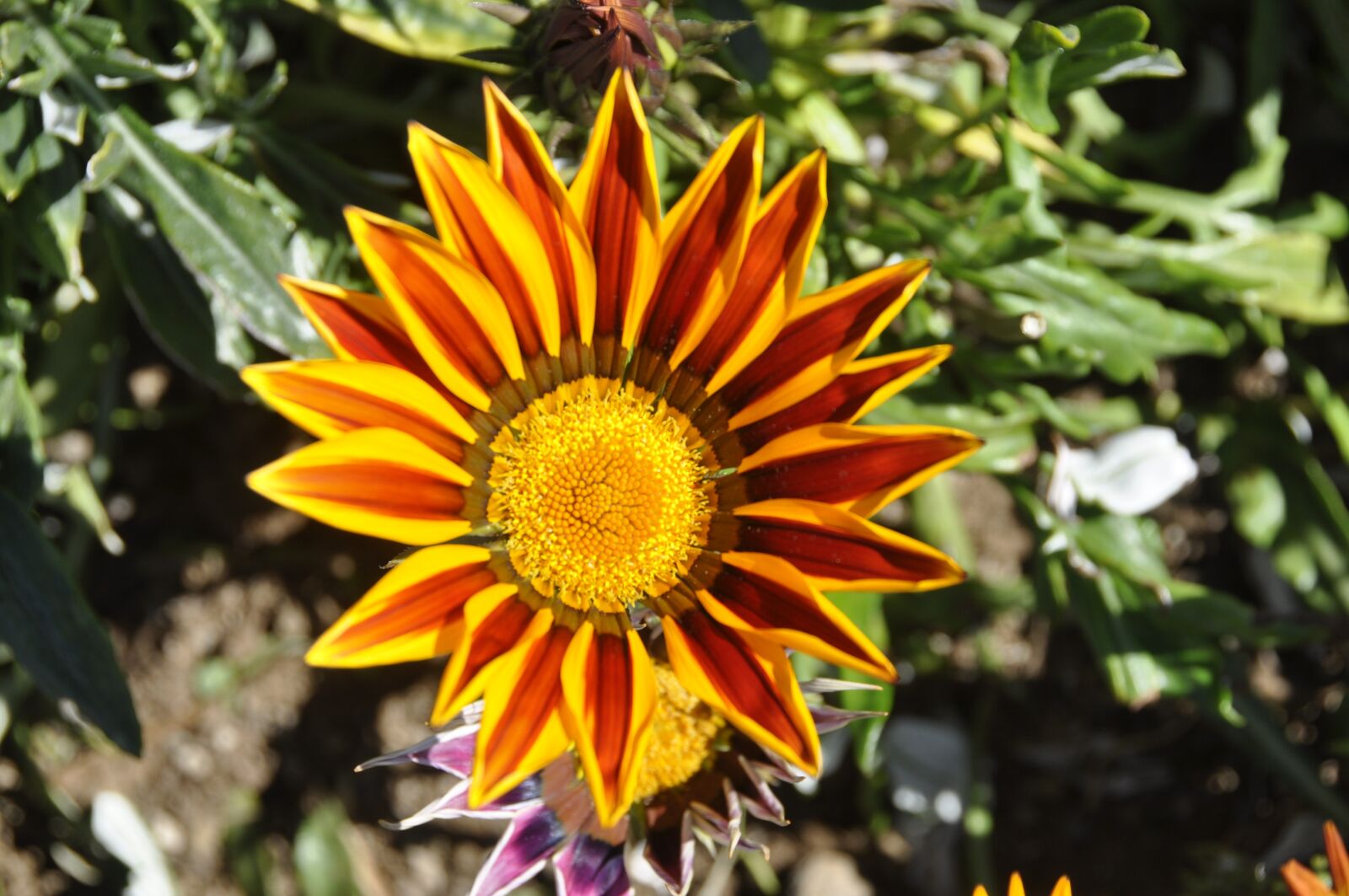Nikon D90 sample photo. Floral, plants, natural photography