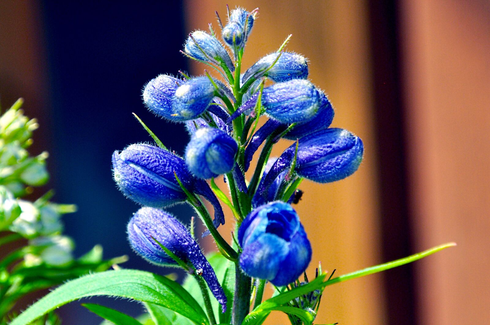 Nikon D5000 sample photo. Flowers, summer, home garden photography