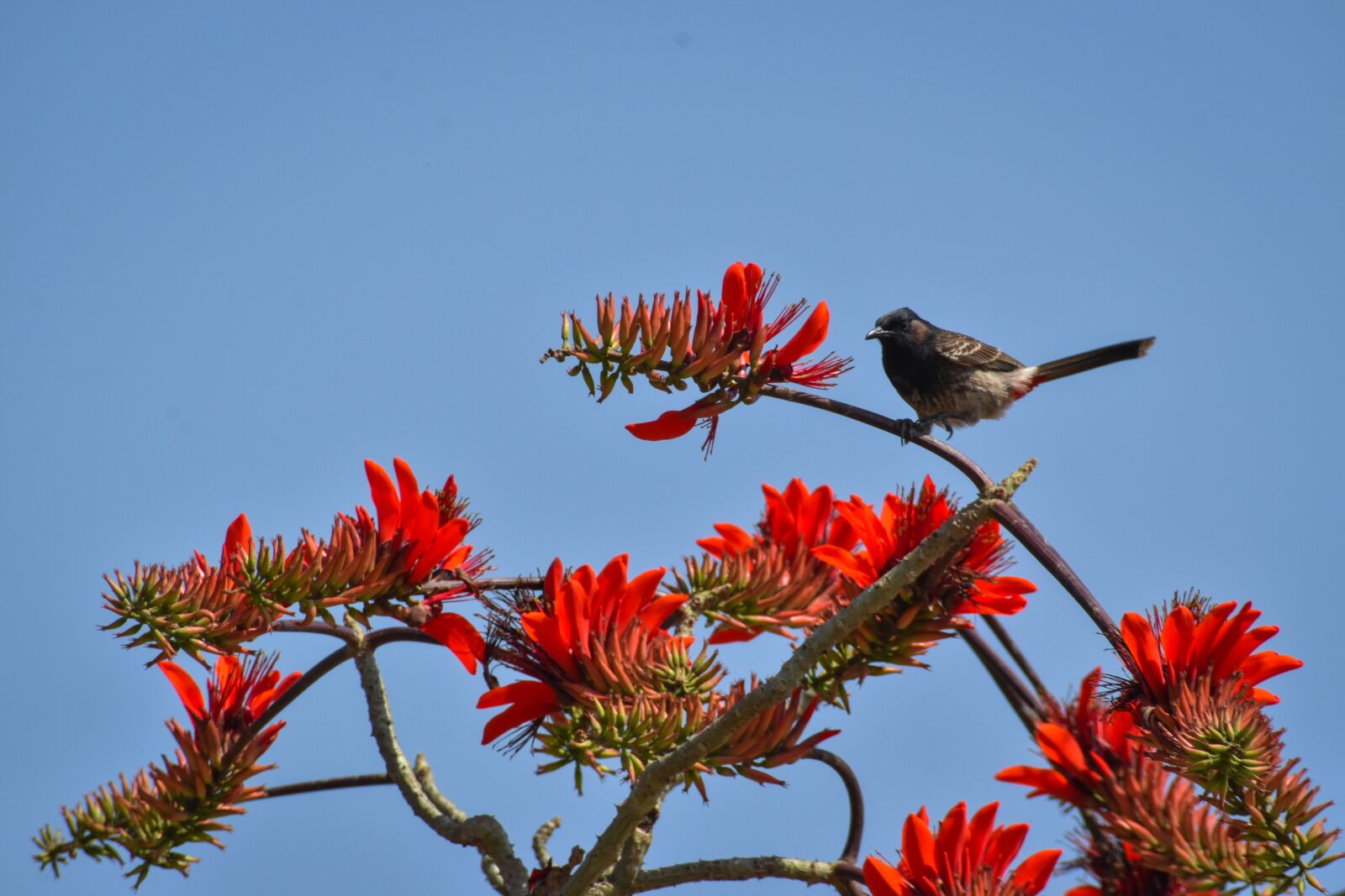 Nikon D3500 sample photo. Environment, beak, outdoor photography