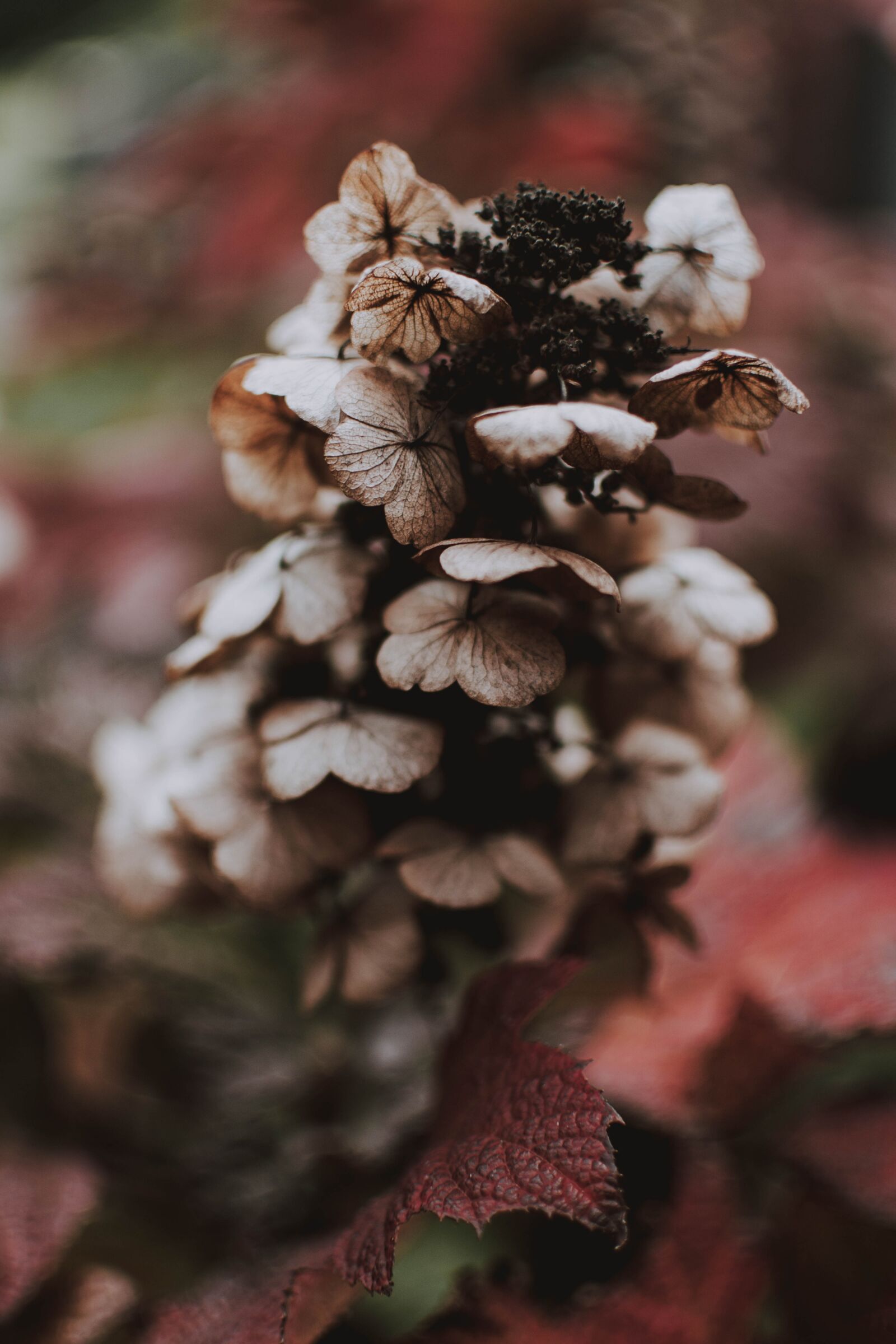 Nikon D5200 sample photo. Plant, red, nature photography