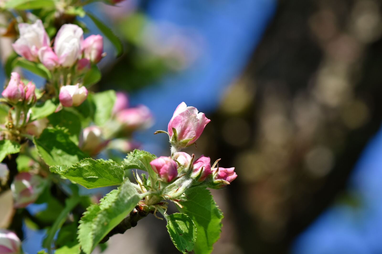 Nikon D7200 sample photo. Apple blossom, blossom, bloom photography