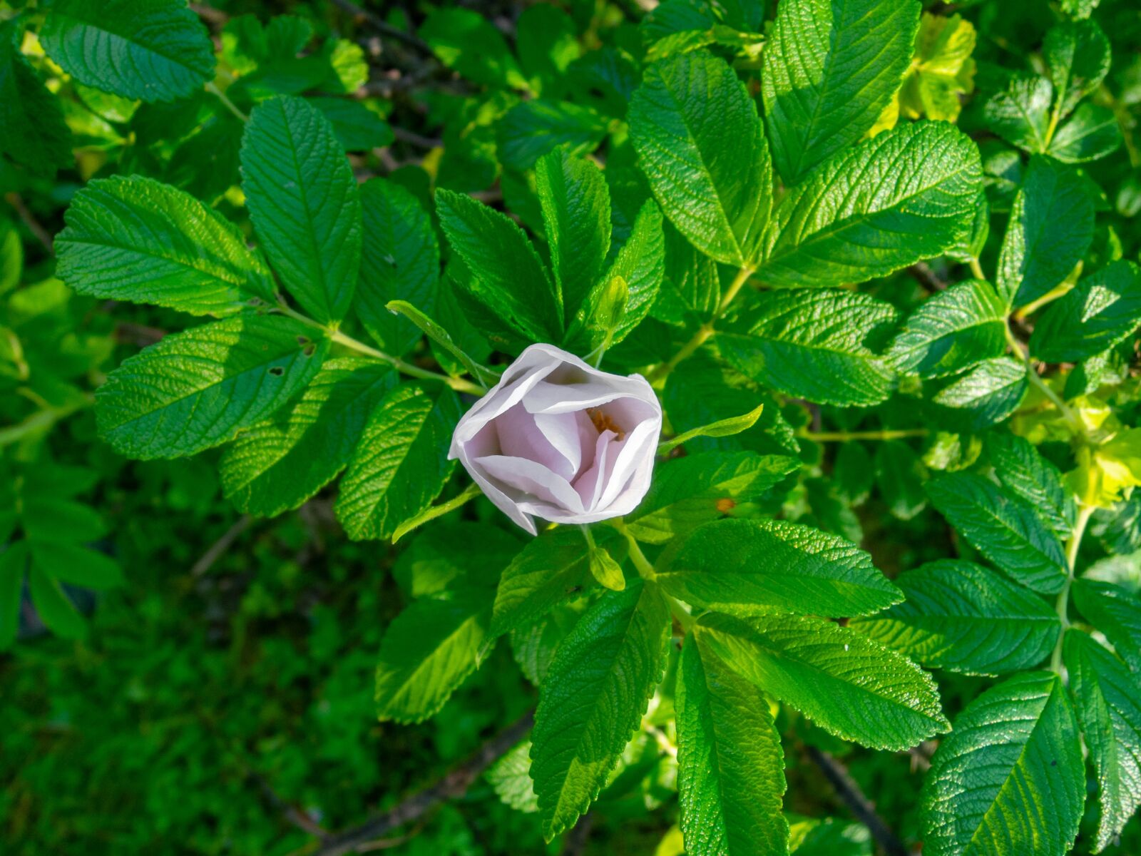 Nikon Coolpix P340 sample photo. Bud, flower, white photography