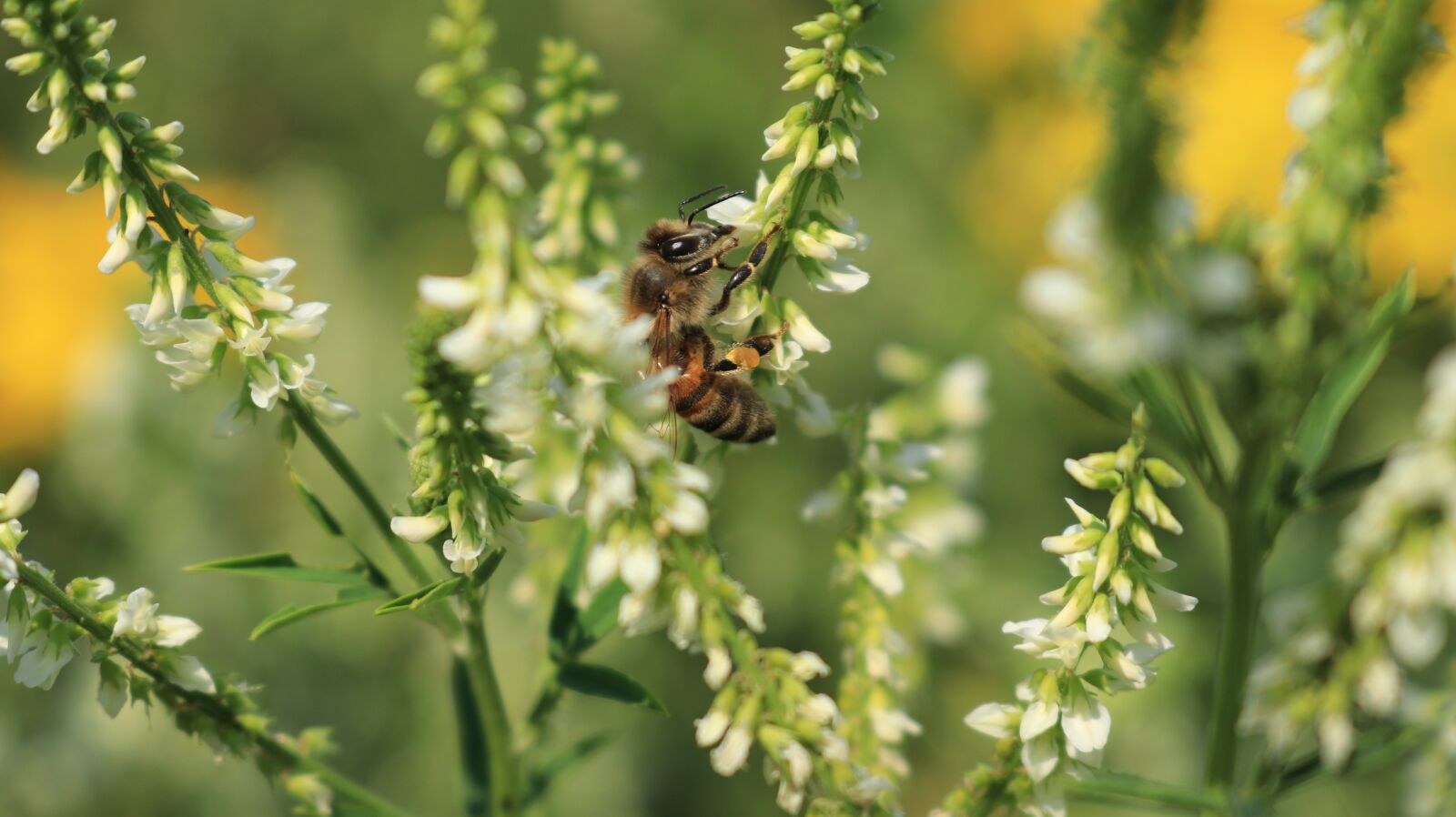 Canon EOS 80D sample photo. Bee, blossom, bloom photography