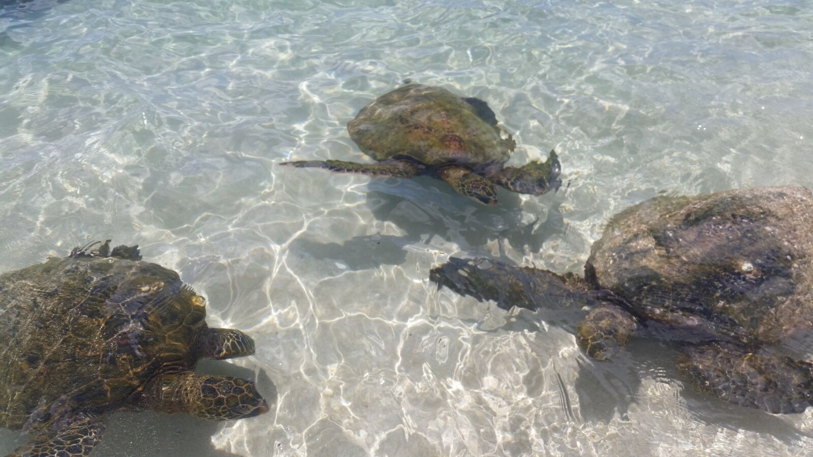 Samsung Galaxy S5 Active sample photo. Sea turtle, hawaii, oahu photography