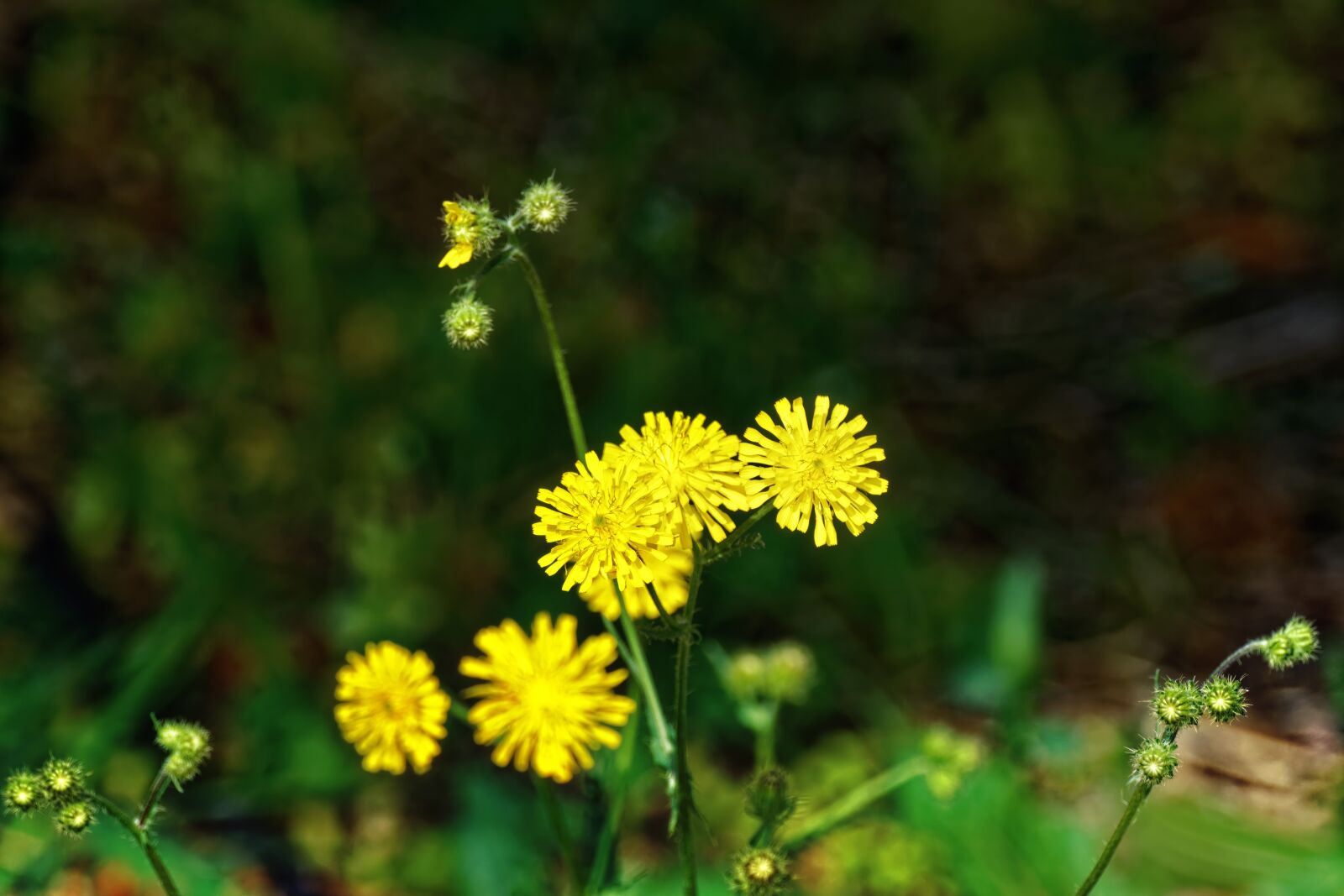 Nikon D5300 sample photo. Flowers, the yellow petals photography
