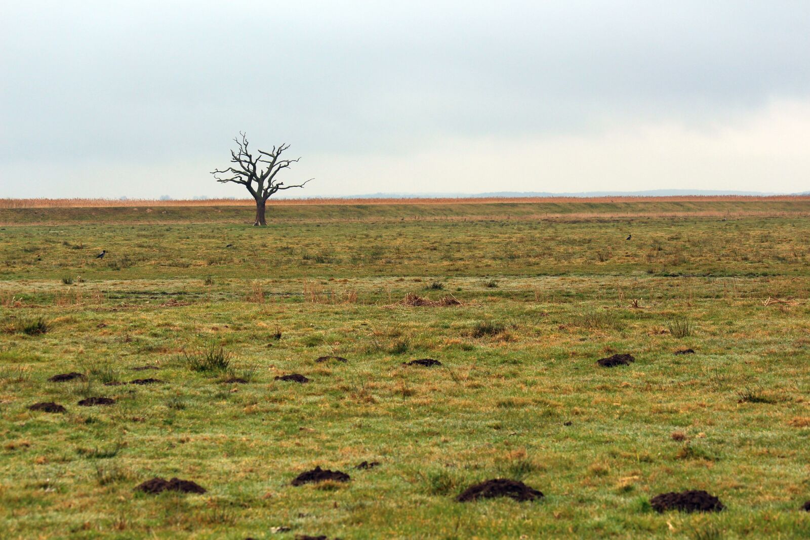 Canon EF-S 55-250mm F4-5.6 IS STM sample photo. A single tree standing photography