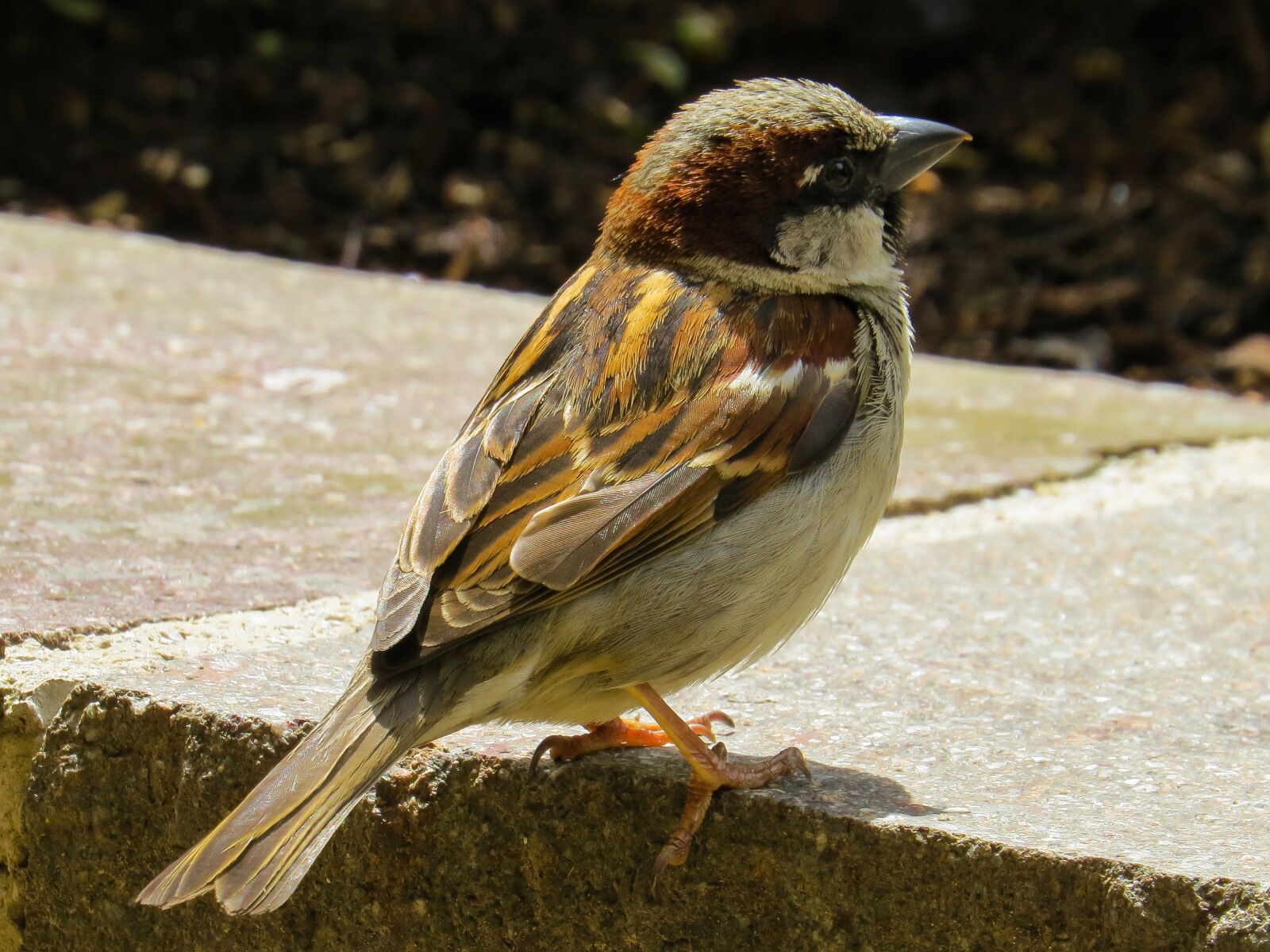 Canon PowerShot SX50 HS sample photo. Bird, sparrow, sperling photography