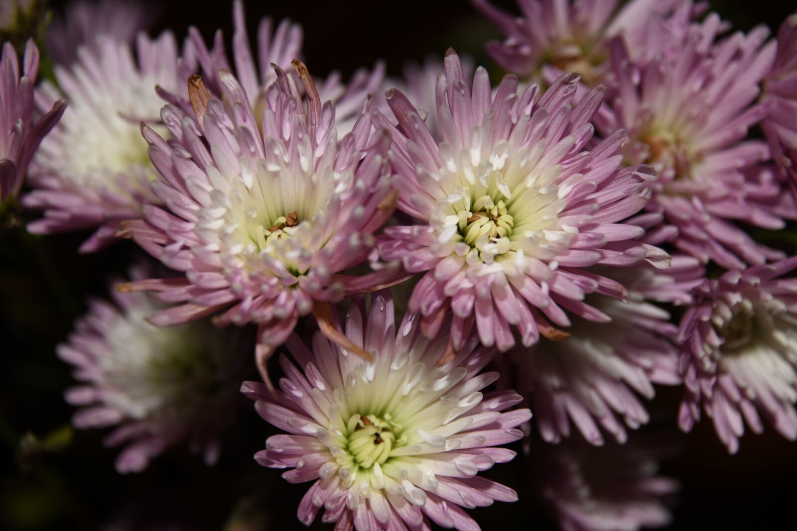 Nikon D850 sample photo. Mums, flowers, purple photography