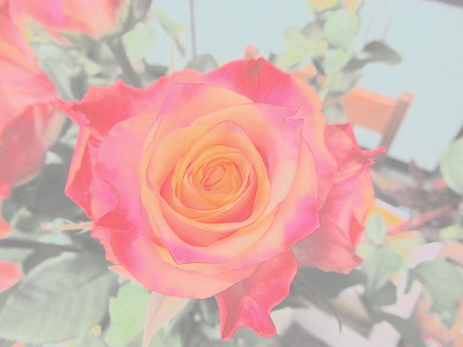Canon PowerShot SX620 HS sample photo. Flower, garden, grow, nature photography