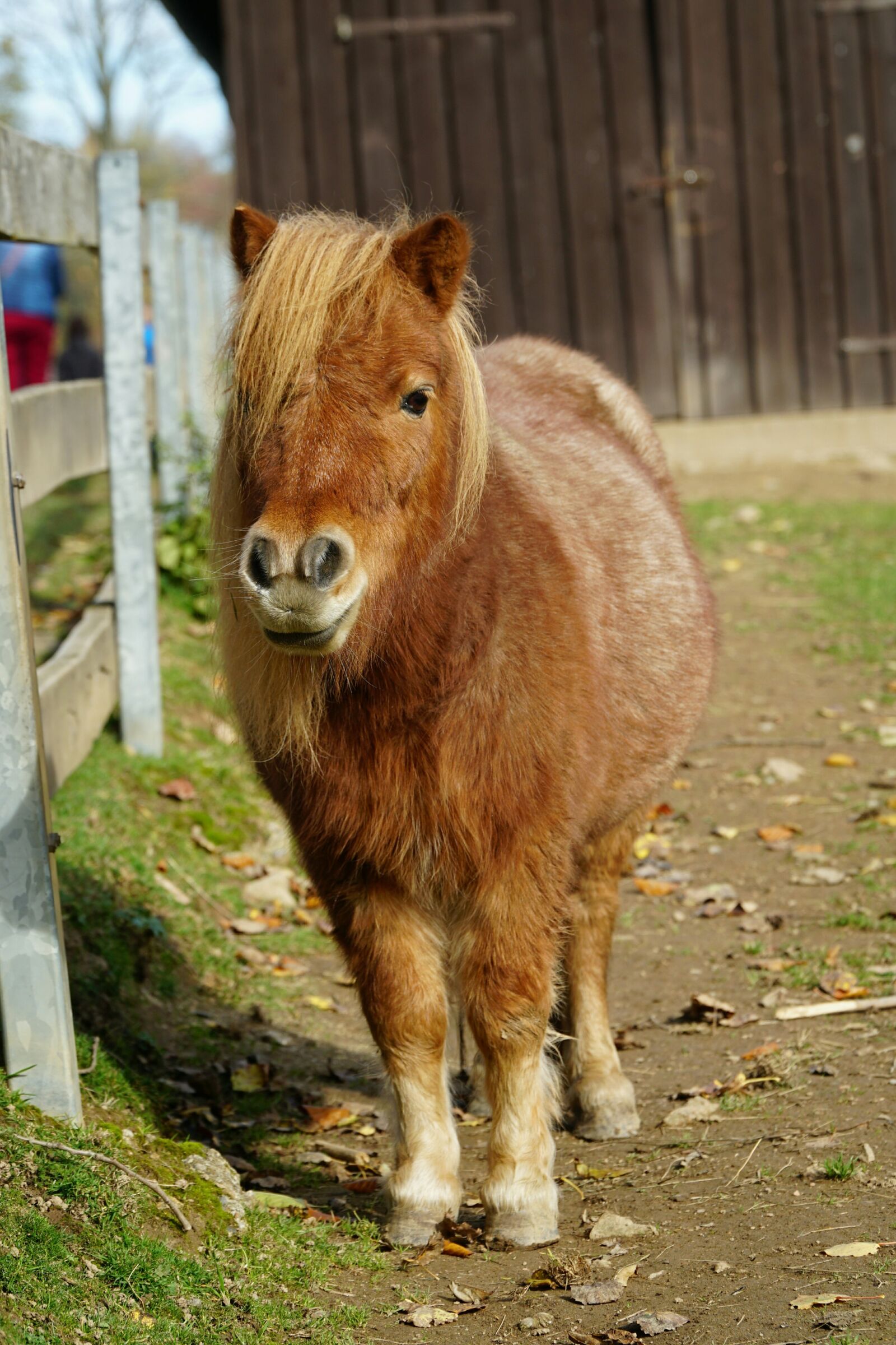 Sony a6300 sample photo. Pony, geising, wildlife park photography