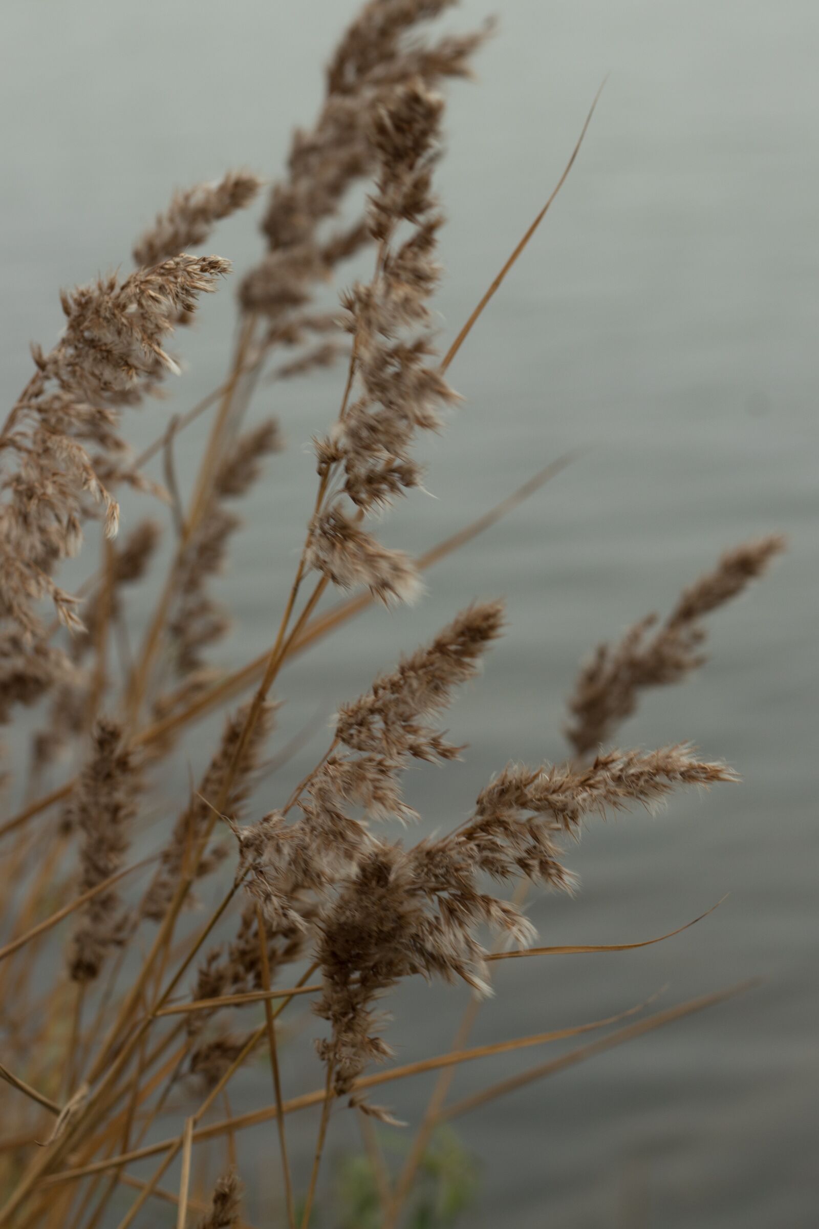 Canon EOS 80D + Canon EF 50mm F1.8 STM sample photo. Reed, bank, nature photography