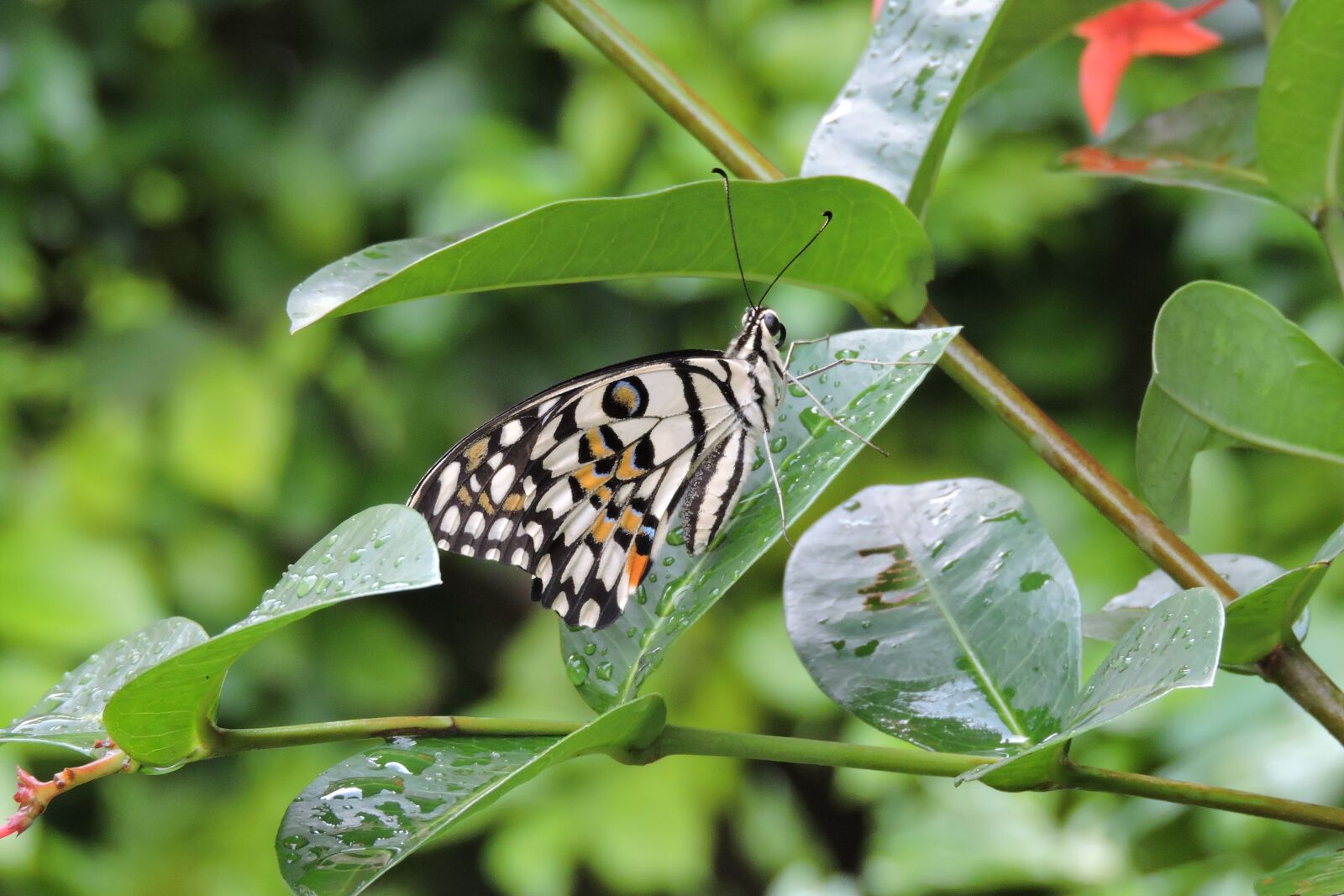 Nikon Coolpix P600 sample photo. Nature, insect, butterfly photography