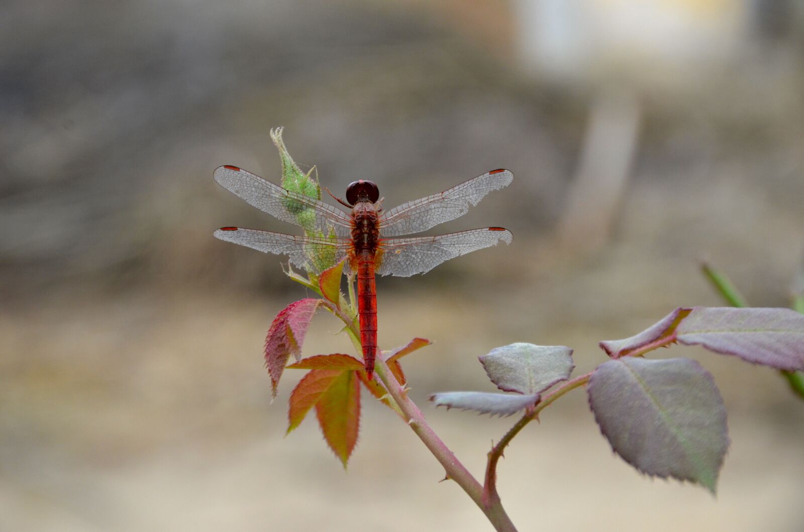 Nikon D7000 sample photo. Dragon fly, nature, rose photography