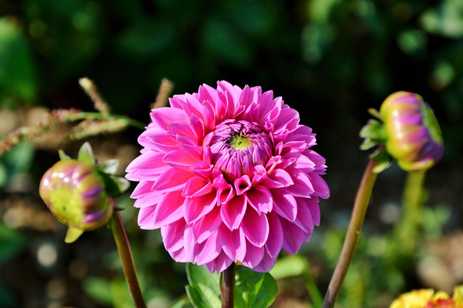 Nikon D3200 sample photo. Dahlia, dahlia flower, flower photography