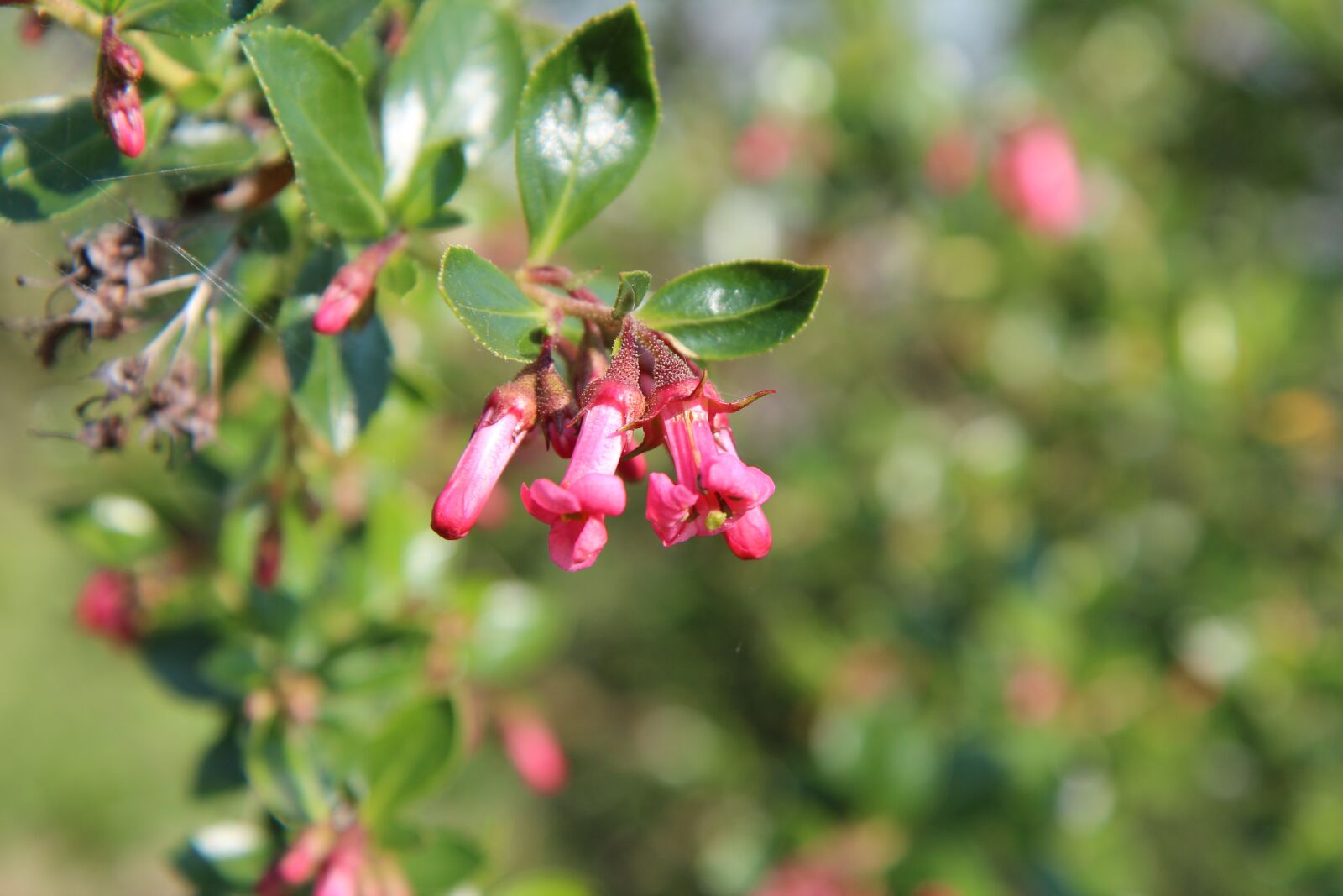 Canon EOS 600D (Rebel EOS T3i / EOS Kiss X5) sample photo. Shrub flower, flowering, shrub photography