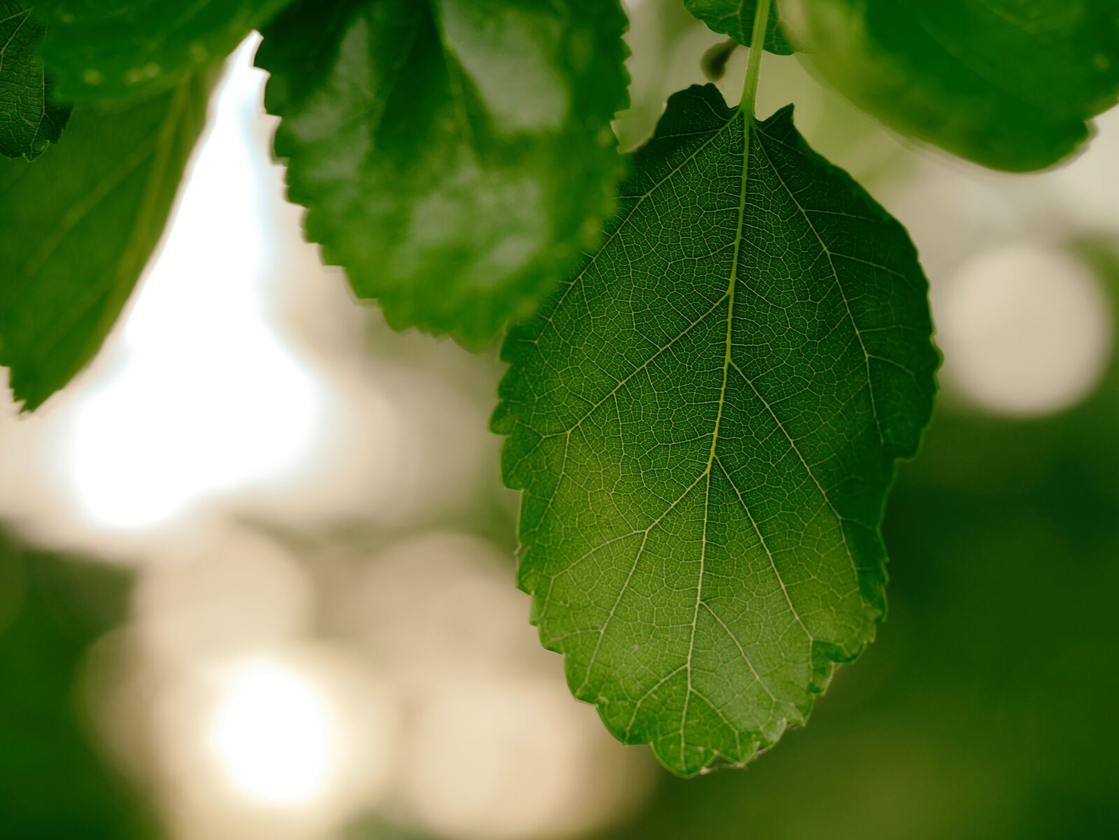 Panasonic Lumix DMC-GX7 sample photo. Blur, bright, close-up photography
