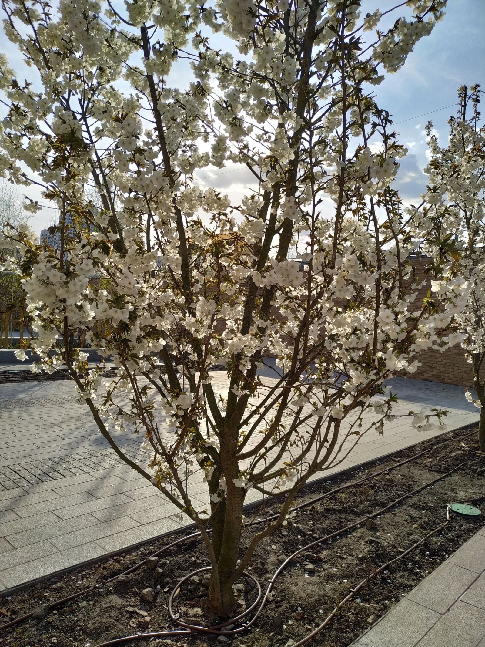 Xiaomi MI 8 Lite sample photo. Tree, bloom, cherry photography