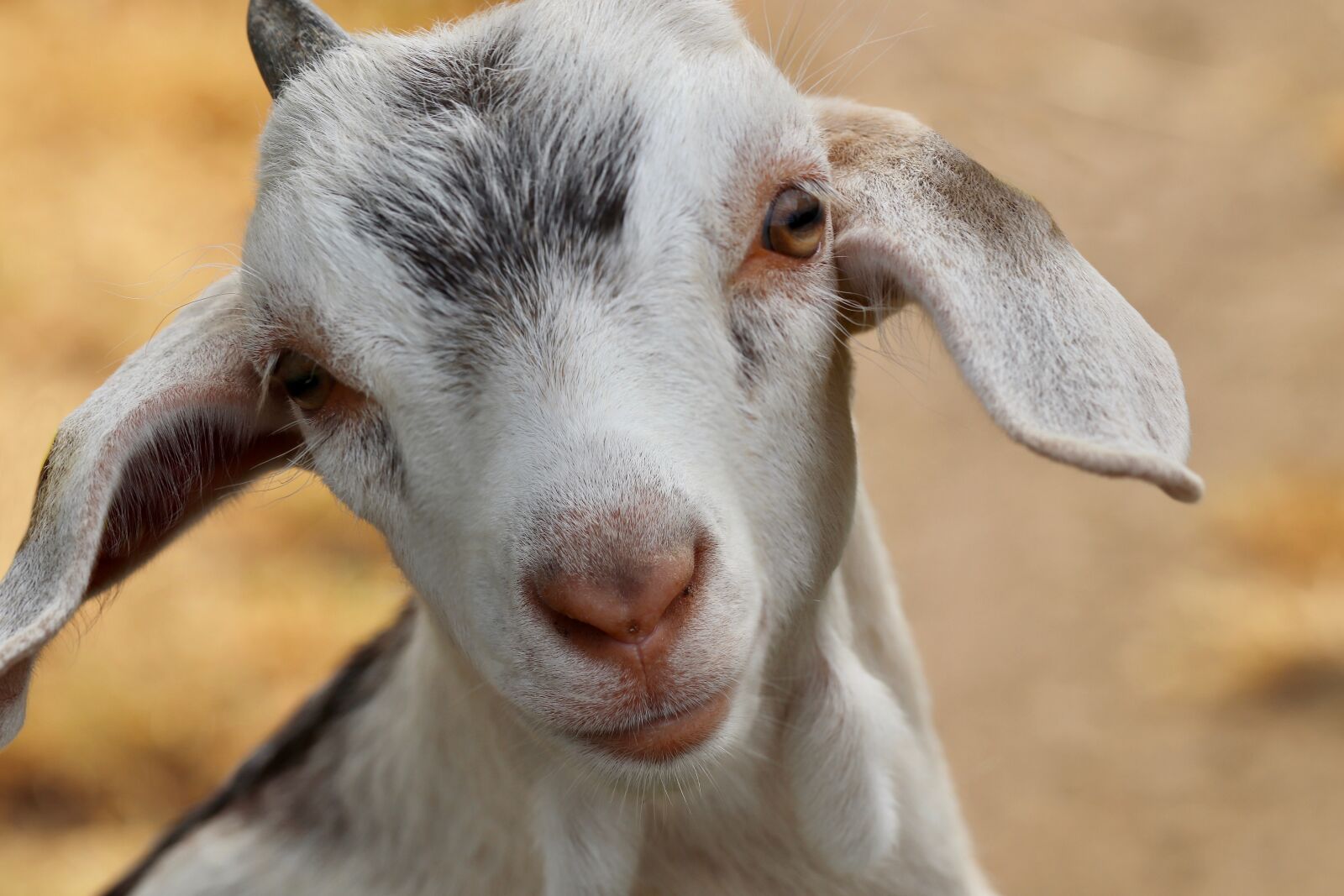Canon EOS 800D (EOS Rebel T7i / EOS Kiss X9i) sample photo. Kid, goat, domestic goat photography