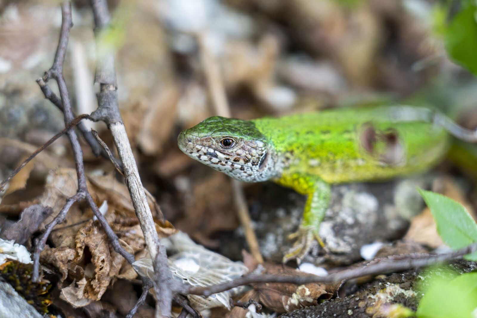 Sony a7 III sample photo. The lizard, reptile, green photography