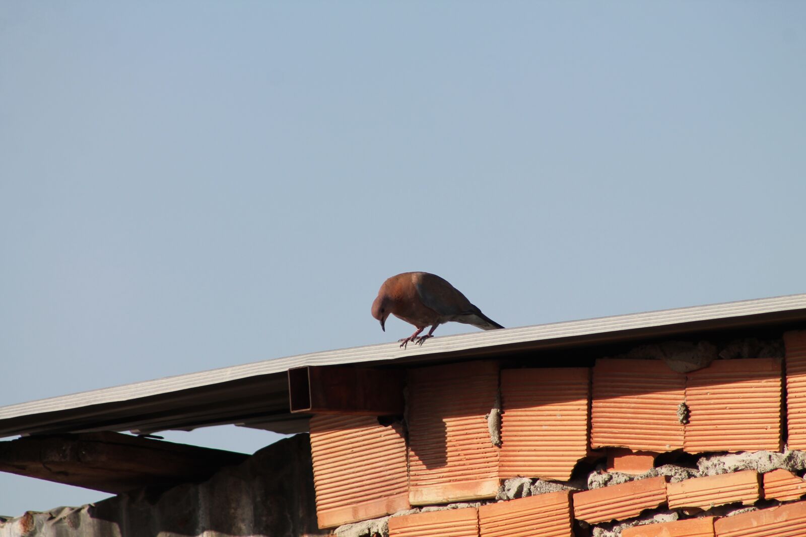 Canon EOS 1100D (EOS Rebel T3 / EOS Kiss X50) + Canon EF75-300mm f/4-5.6 sample photo. Bird, dove, pigeon photography