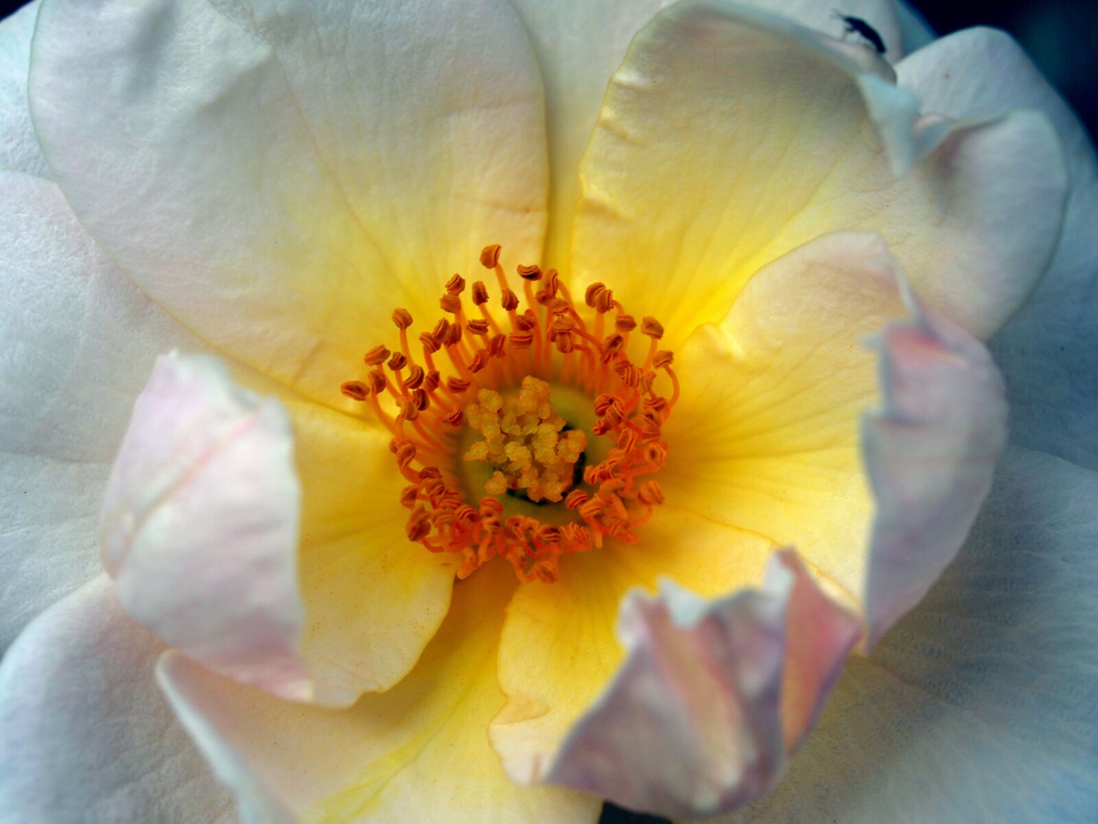 Olympus E-520 (EVOLT E-520) sample photo. Flower, nature, petal photography