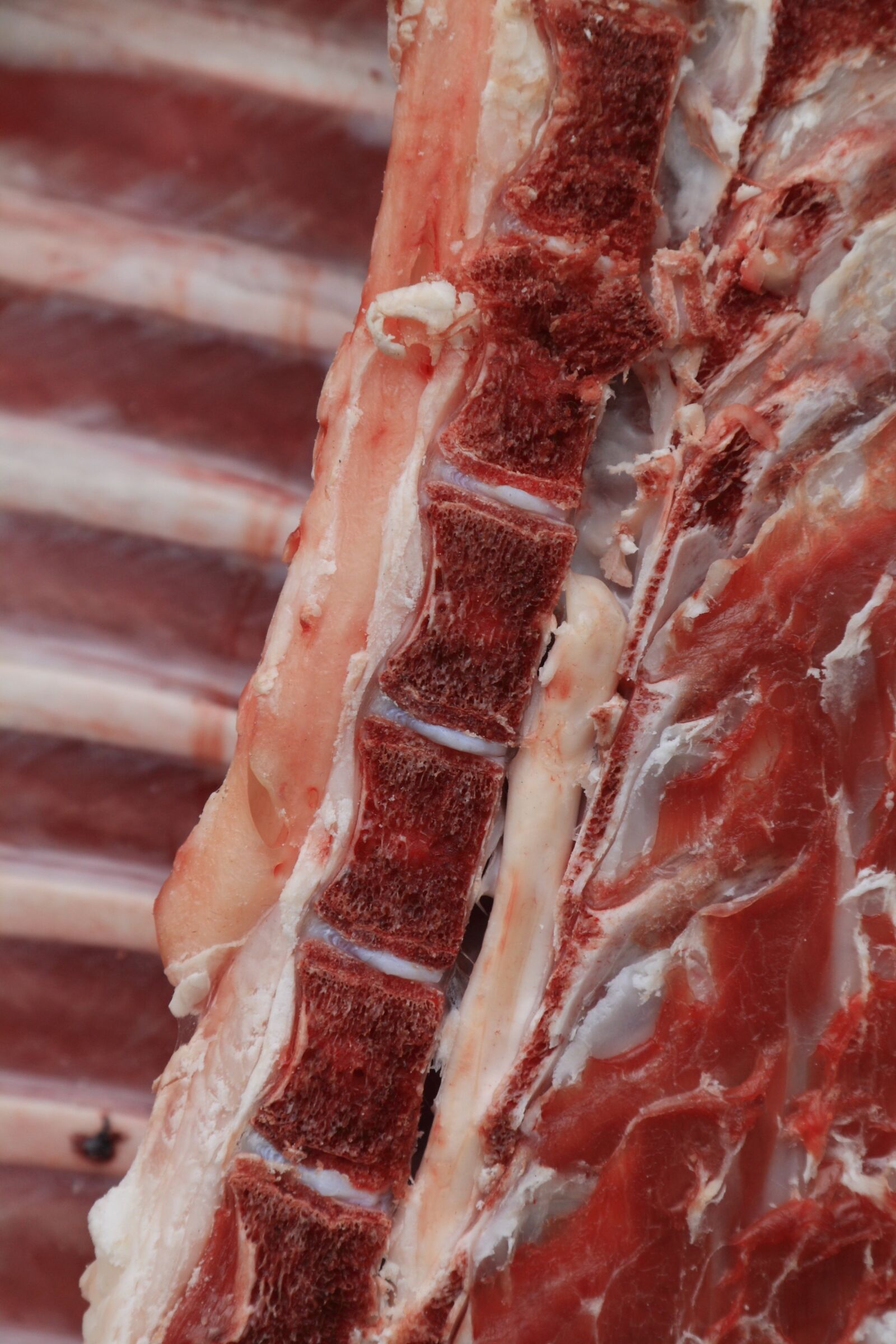 Canon EOS 1000D (EOS Digital Rebel XS / EOS Kiss F) sample photo. Butcher, slaughter, meat photography