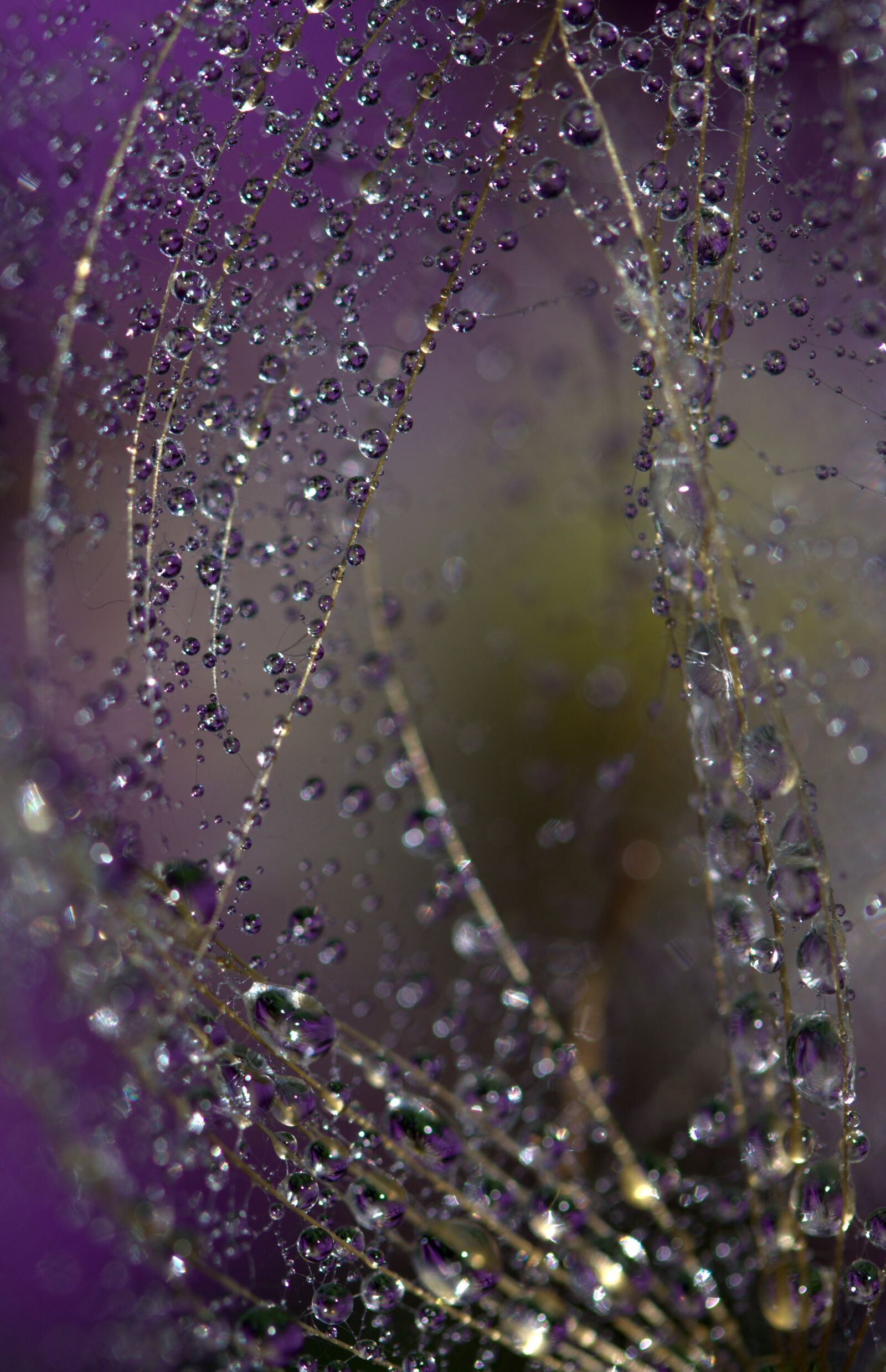 Canon EF-S 60mm F2.8 Macro USM sample photo. Dandelion, macro, drops photography