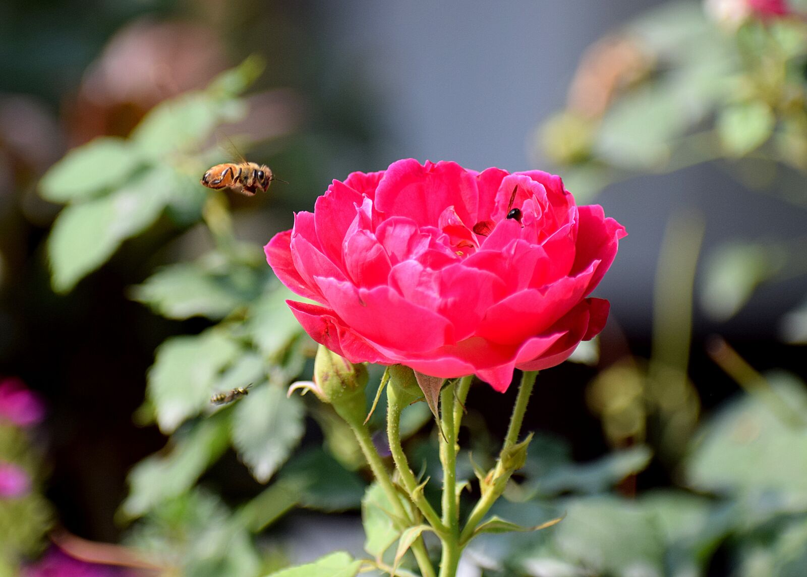 Nikon D3300 sample photo. Rose, flower, insect photography