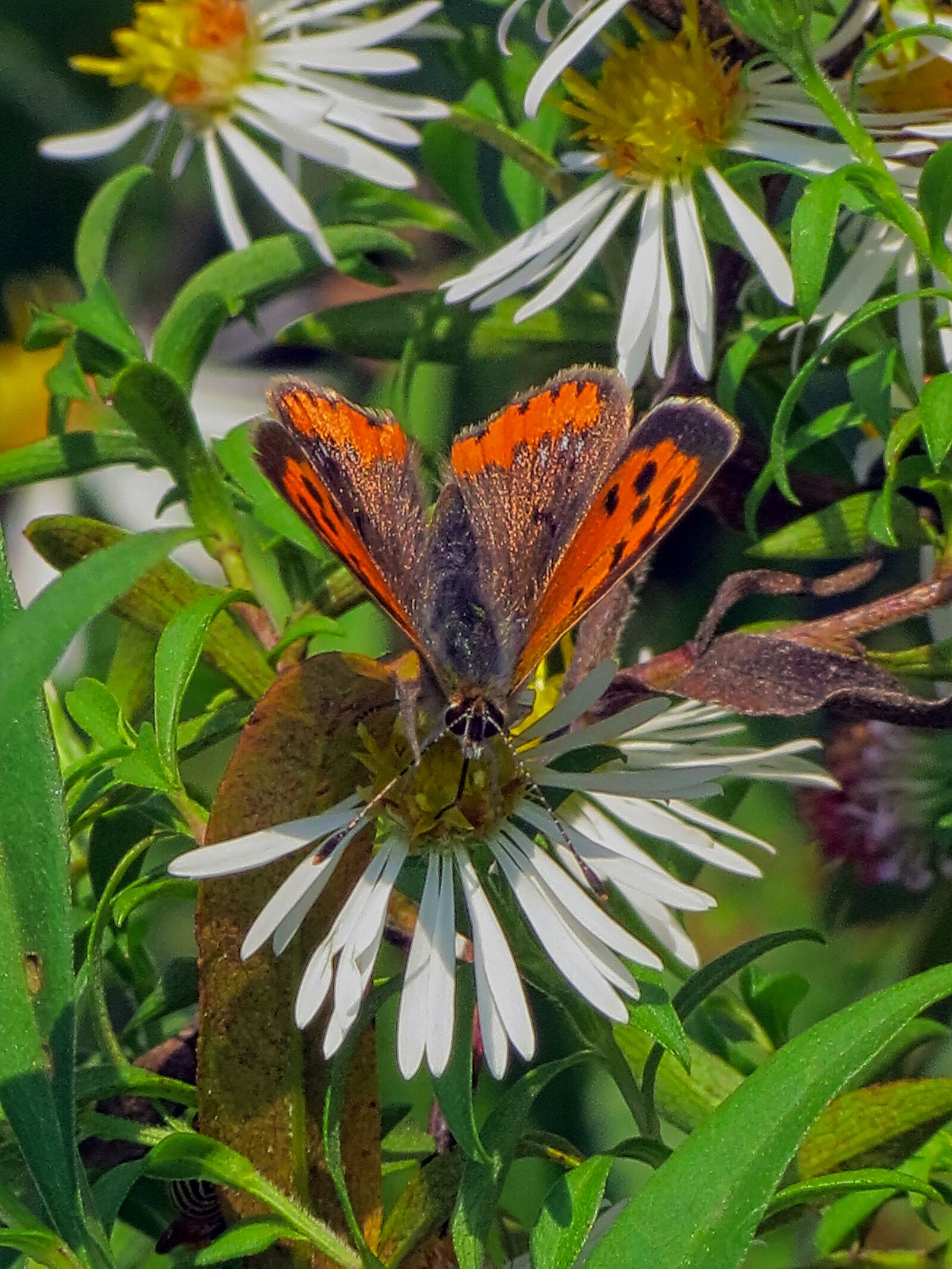 Canon PowerShot SX40 HS sample photo. Butterfly, ali, nature photography