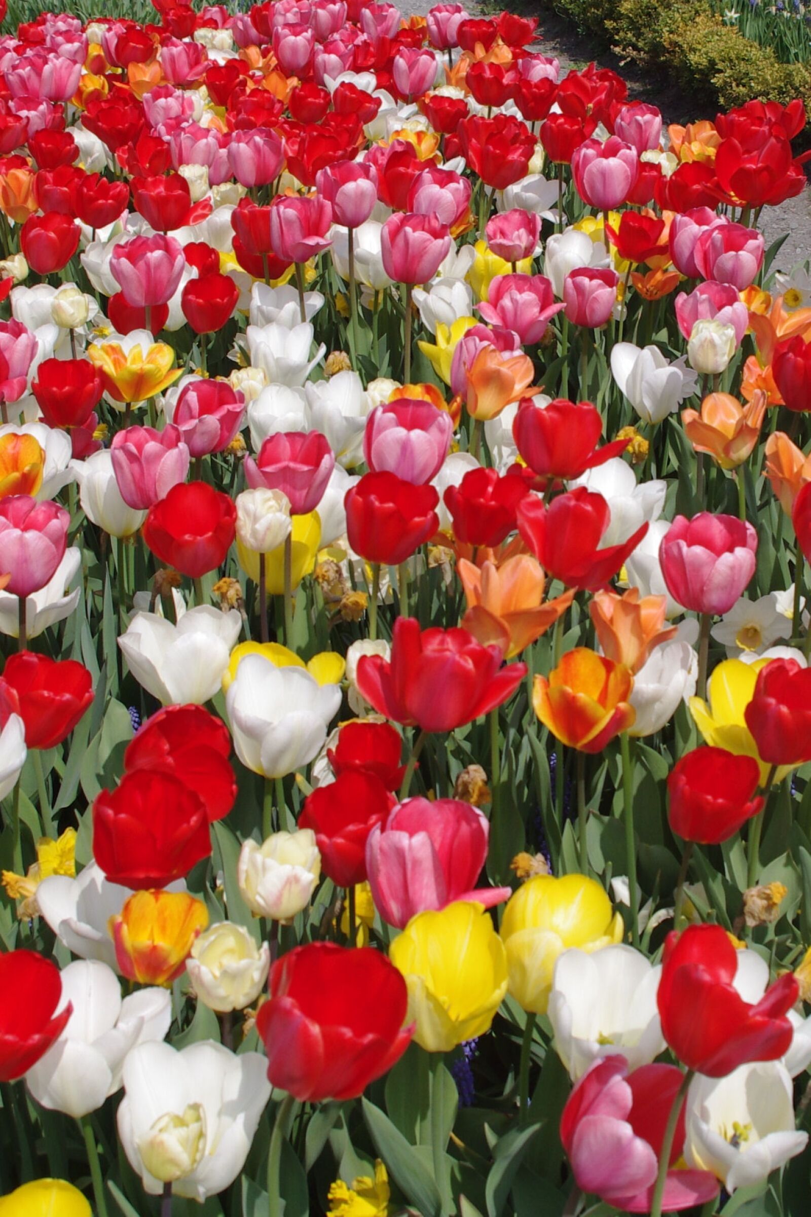 Pentax K-x sample photo. Tulips, colorful flowers, tulip photography