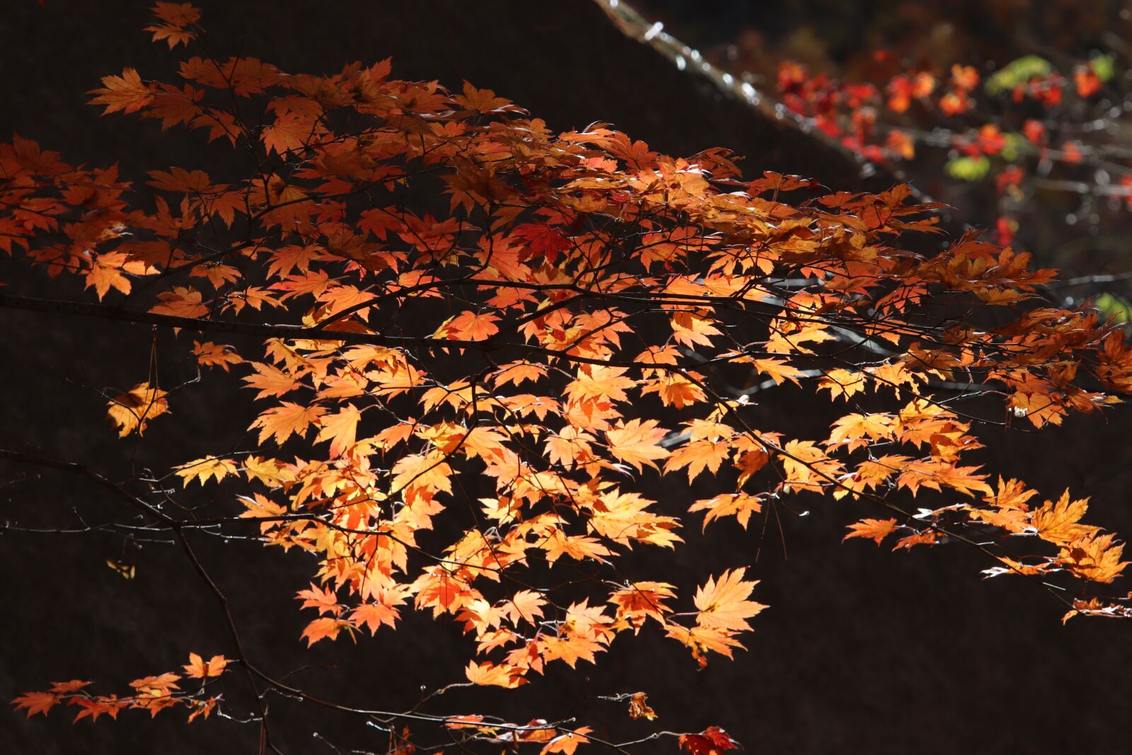 Canon EF 70-200mm F2.8L USM sample photo. Autumn leaves, maple, the photography