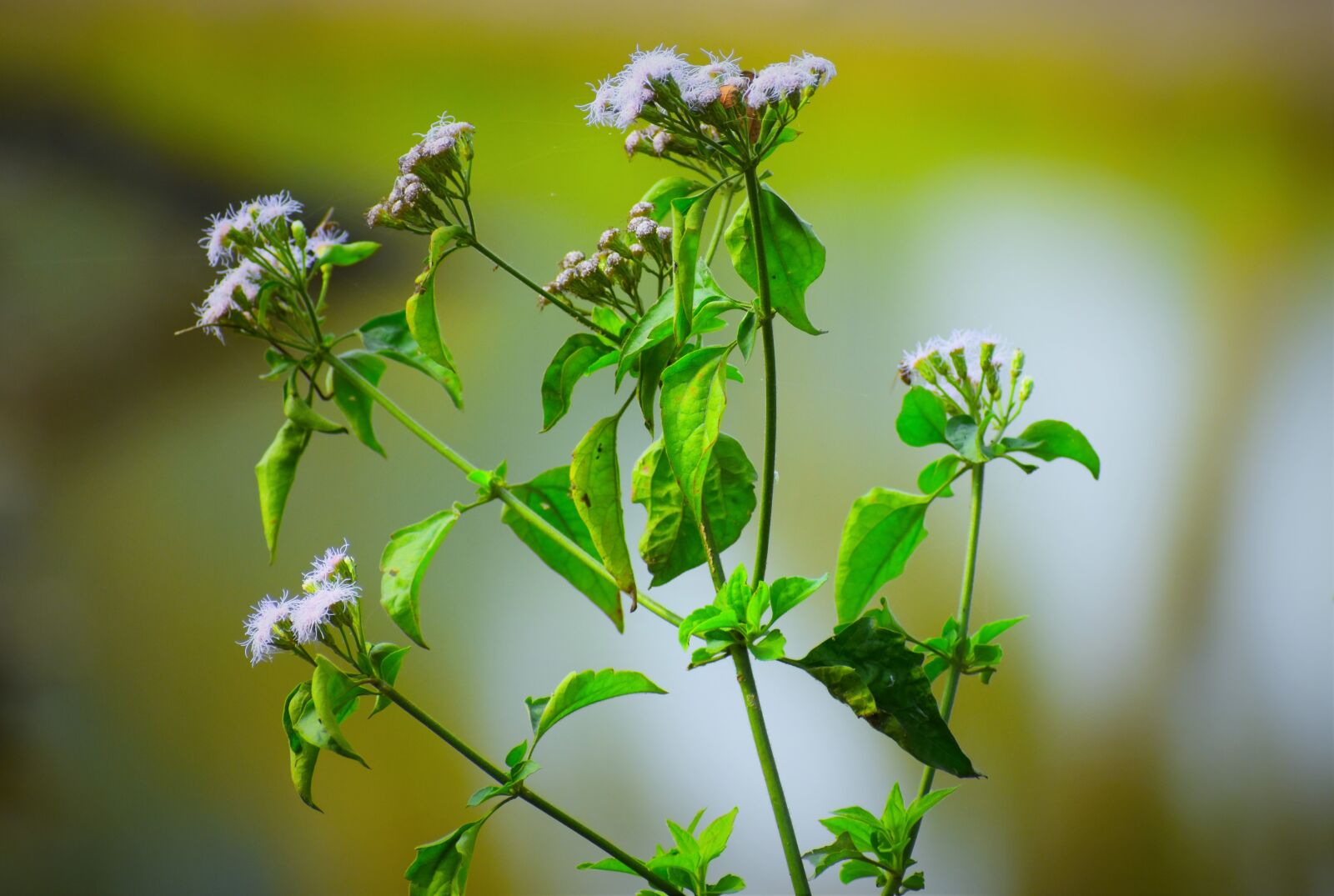 Nikon D5600 sample photo. Flora, leaf, nature photography