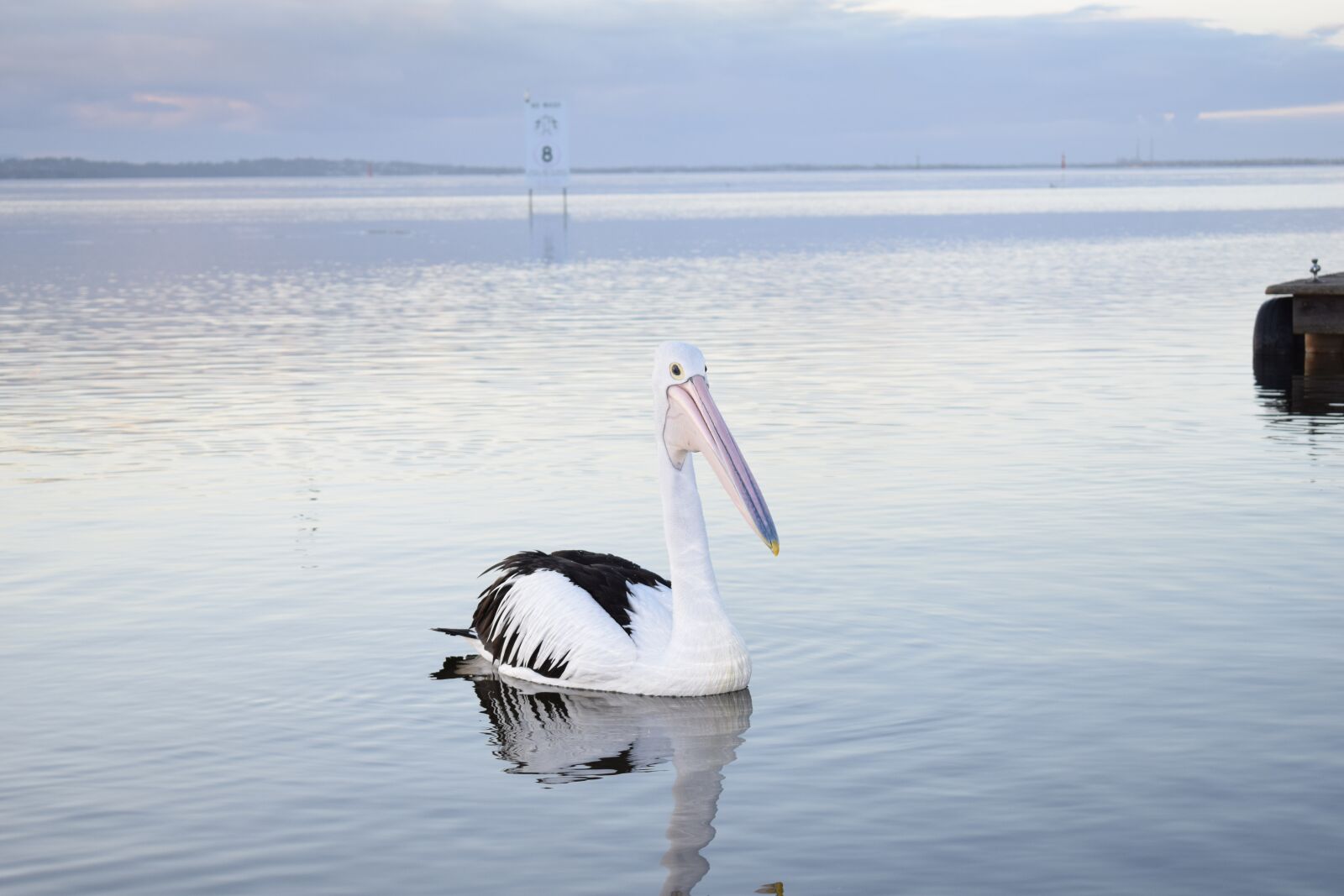 Nikon D3300 sample photo. Pelican, wildlife, animal photography