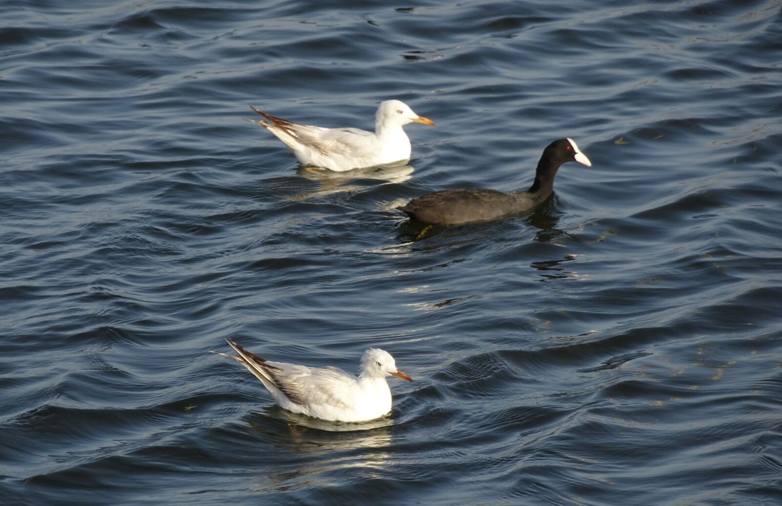 Sony Cyber-shot DSC-HX90V sample photo. Gull, bird, slender-billed gull photography