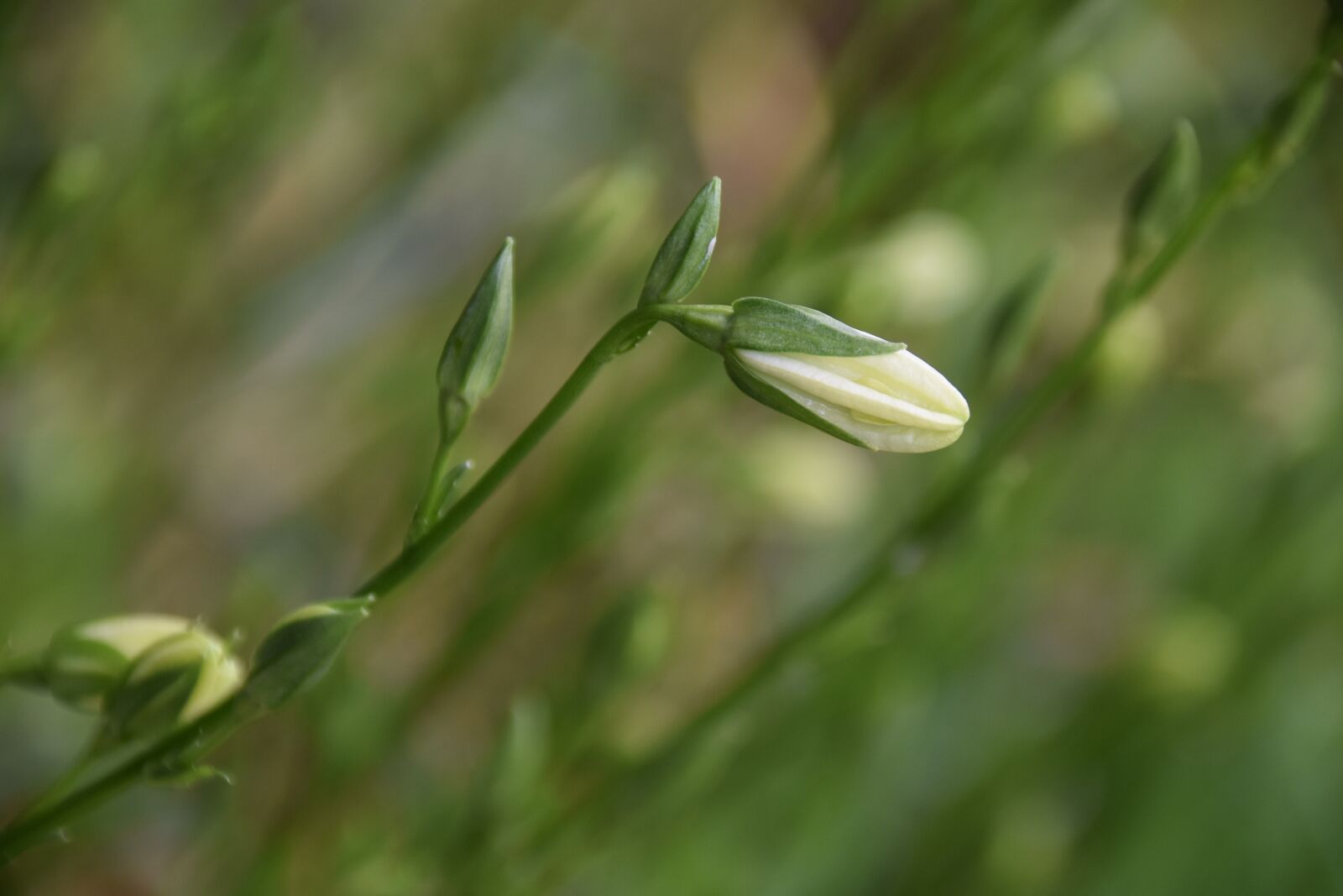 Nikon D5600 sample photo. Flower bud, flower, plant photography