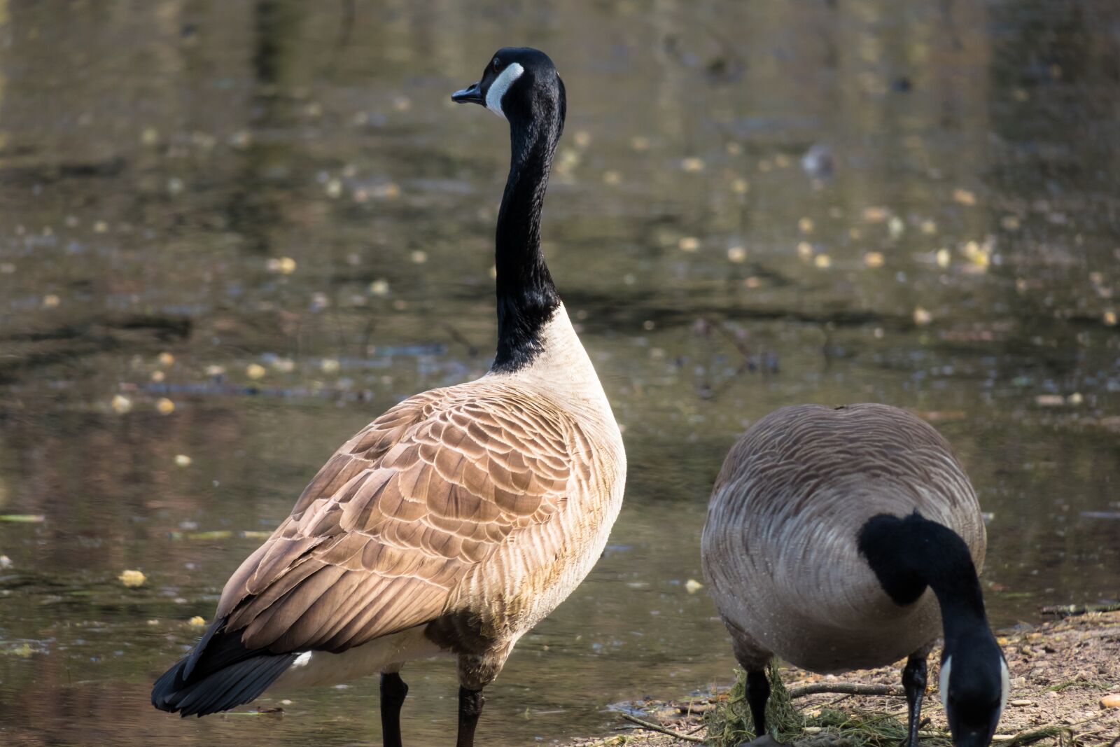 Canon PowerShot G3 X sample photo. Canada goose, watch, pride photography