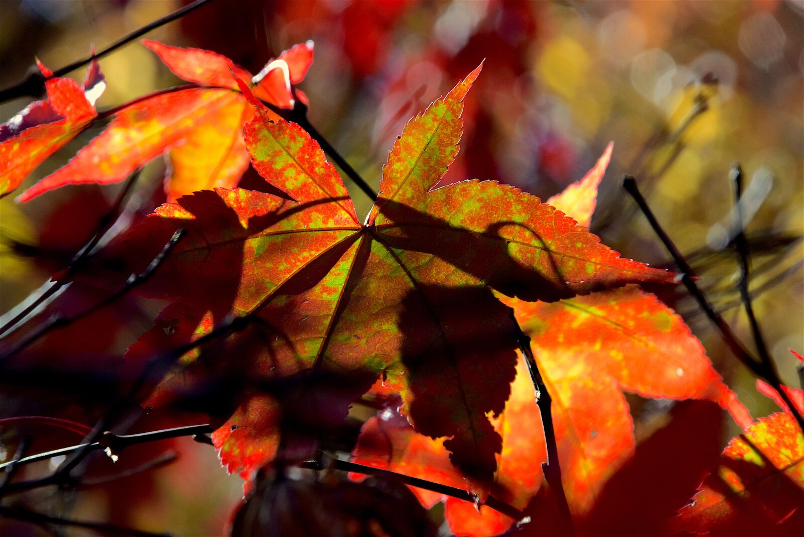 Nikon D3300 sample photo. Leaf, foliage, autumn photography