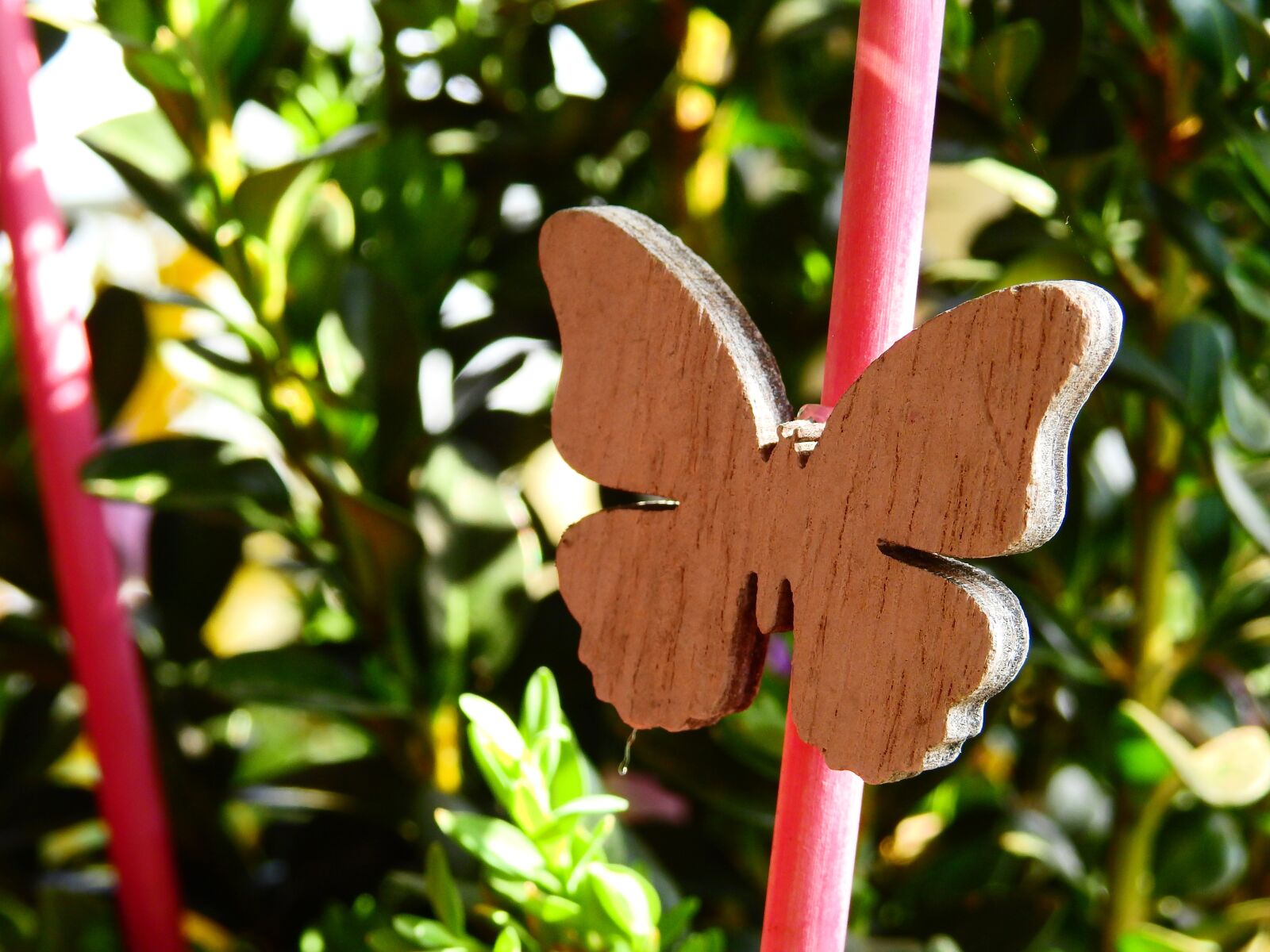 Nikon Coolpix P900 sample photo. Butterfly, wood, jewellery photography