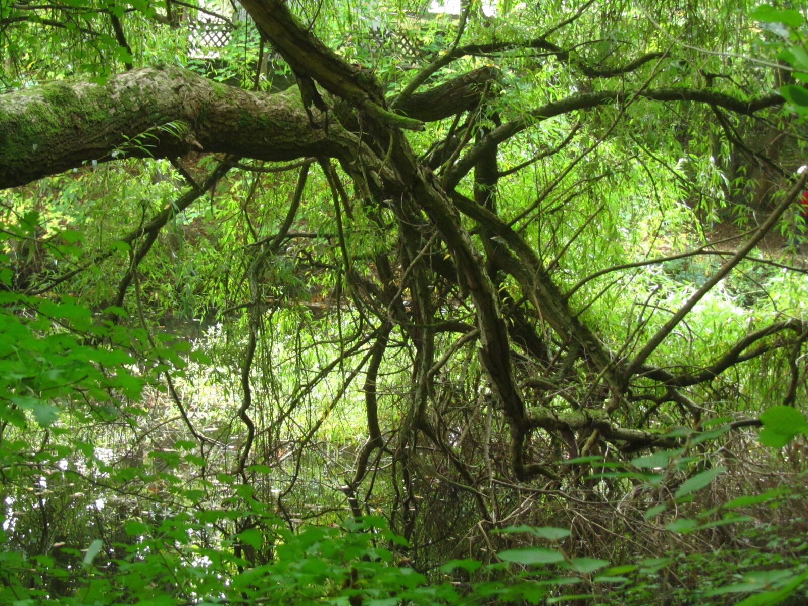 Canon PowerShot SX210 IS sample photo. Baustamm, gnarled, forest photography