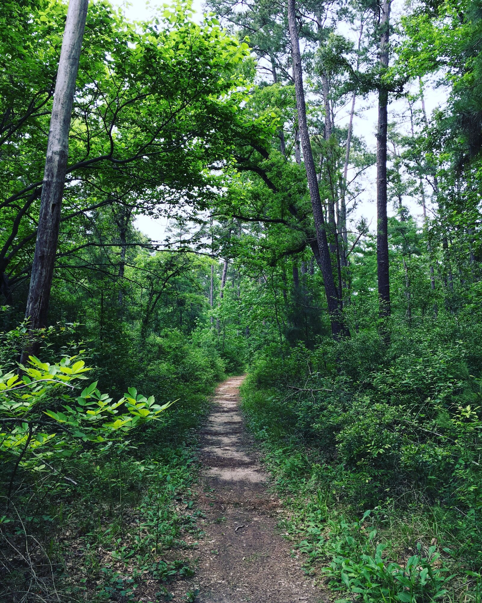 Apple iPhone 6s sample photo. Trail, forest, nature photography