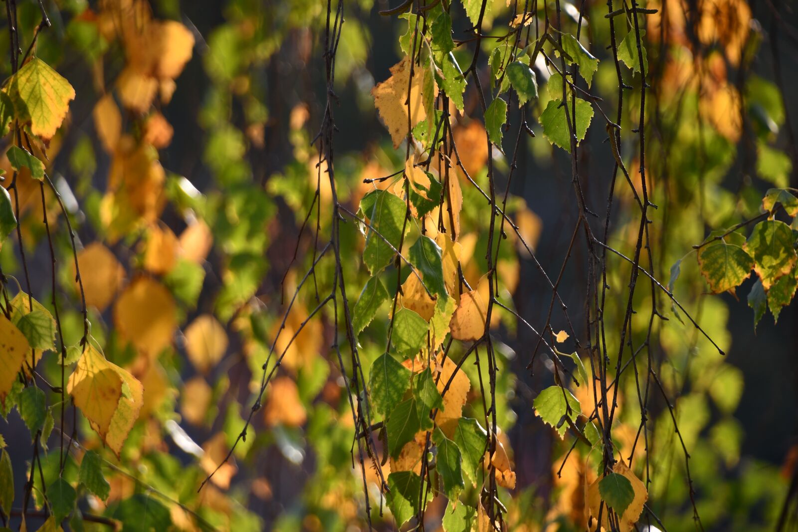 Nikon D7500 sample photo. Autumn, birch, nature photography