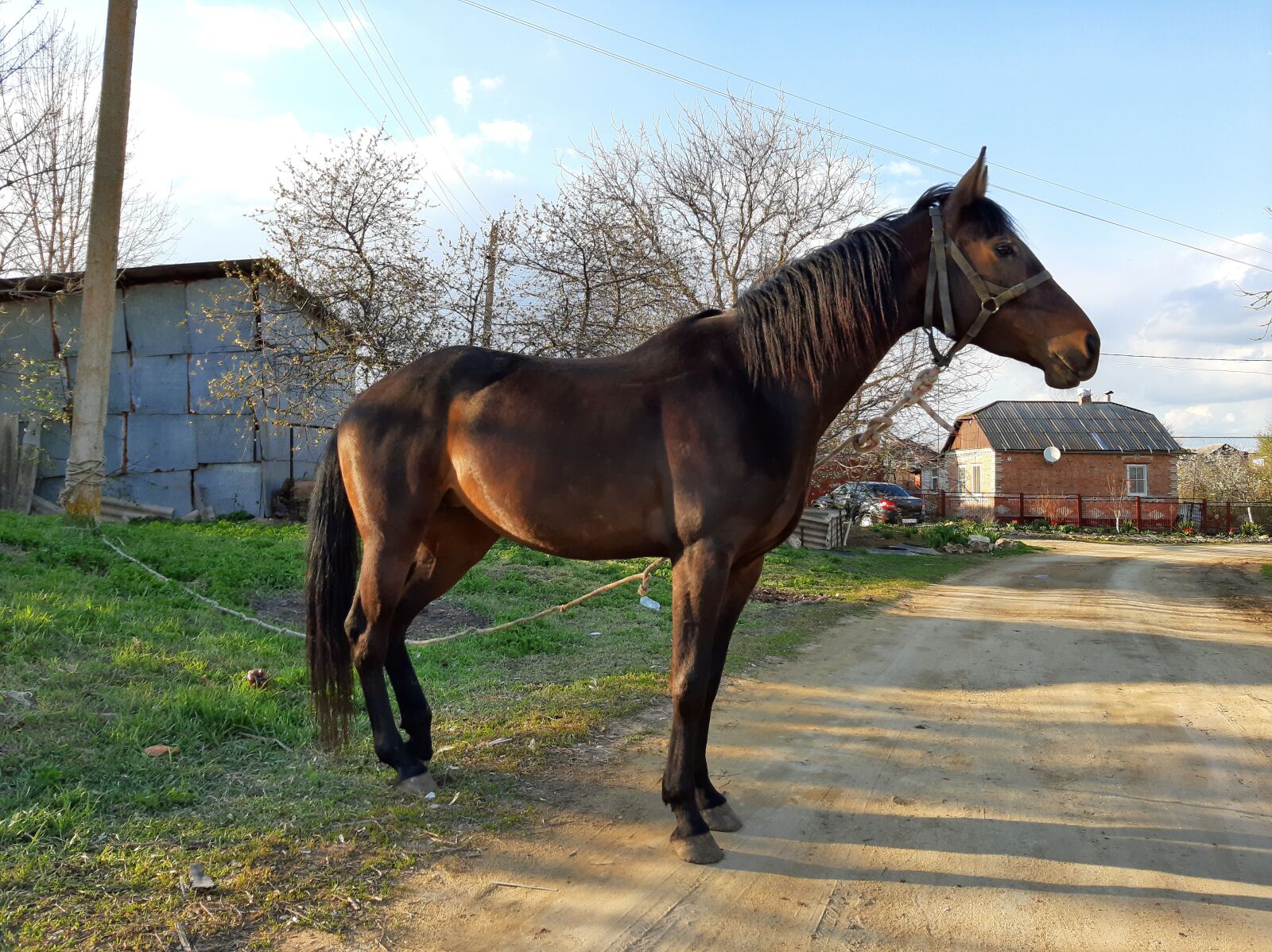 Samsung Galaxy A50 sample photo. Horse, village, animals photography