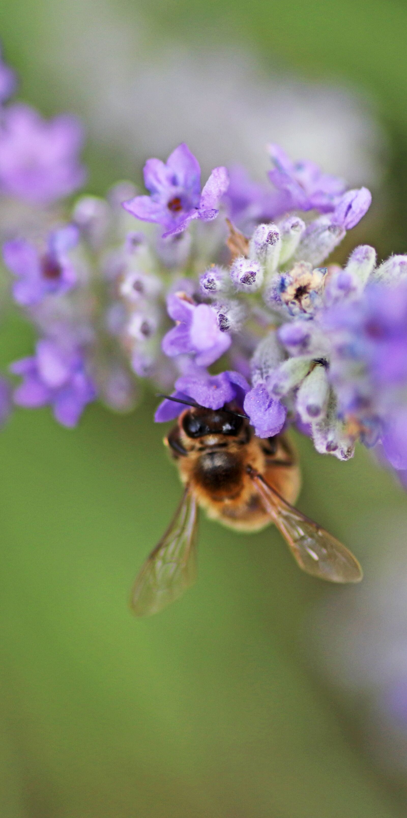 Tamron SP 90mm F2.8 Di VC USD 1:1 Macro sample photo. Bee, insect, flower photography