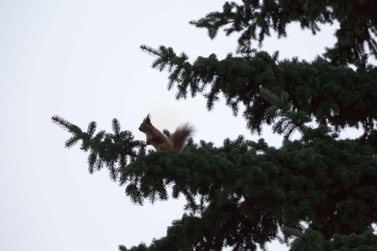Canon EOS 700D (EOS Rebel T5i / EOS Kiss X7i) sample photo. Branch, pine, spruce, squirrel photography
