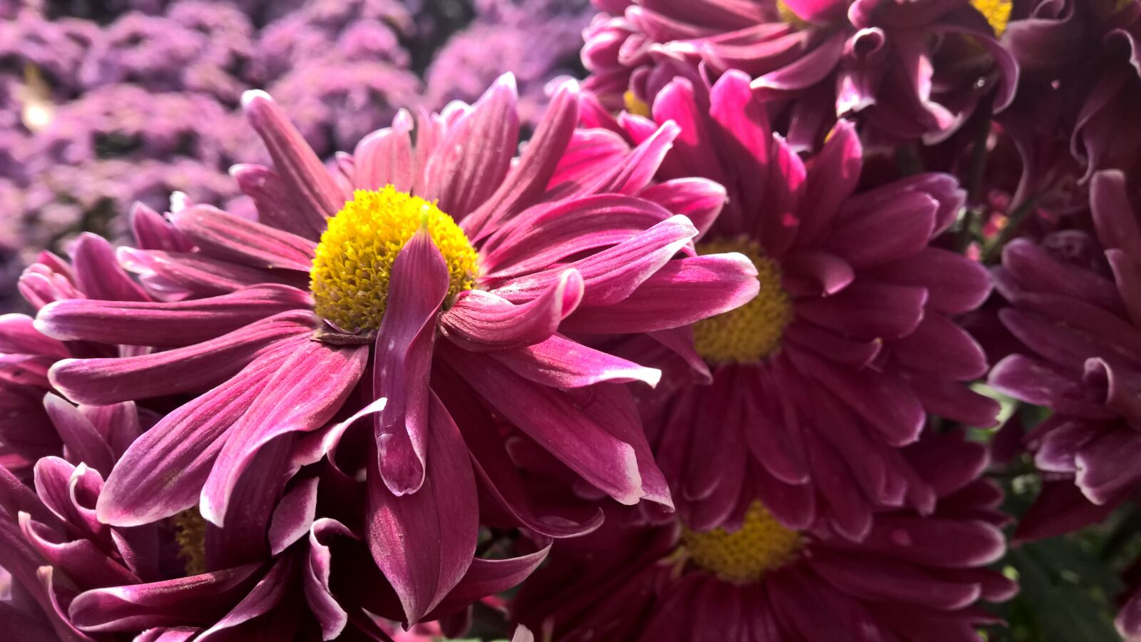 Nokia Lumia 1520 sample photo. Macro, chrysanthemum, flower photography