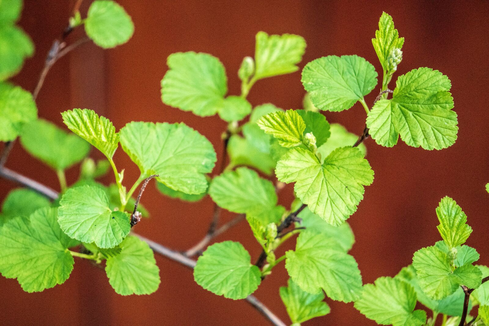 Sony a6300 + Sony E 55-210mm F4.5-6.3 OSS sample photo. Green, garden, leaves photography