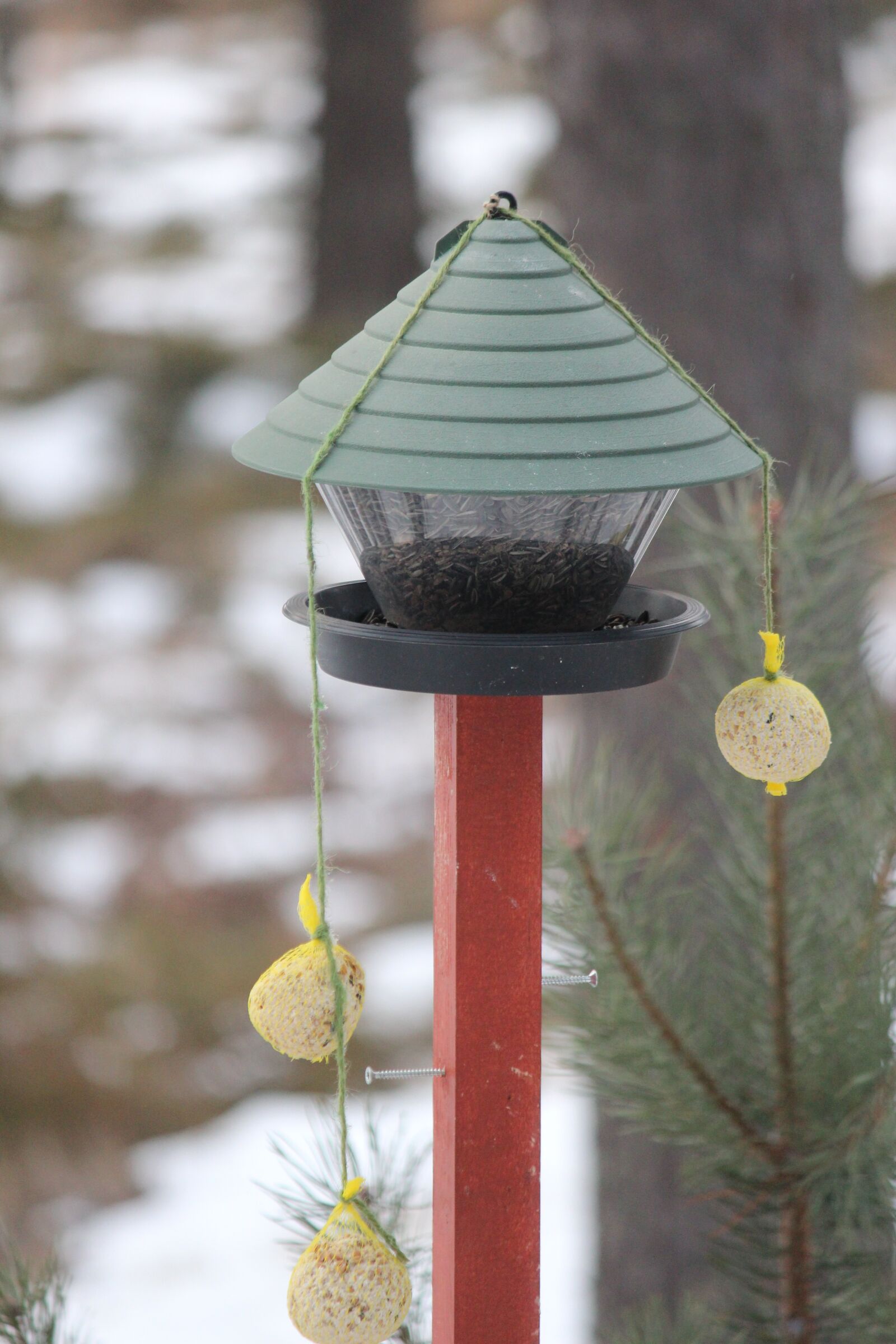 Canon EF-S 55-250mm F4-5.6 IS sample photo. Feeding the birds, great photography