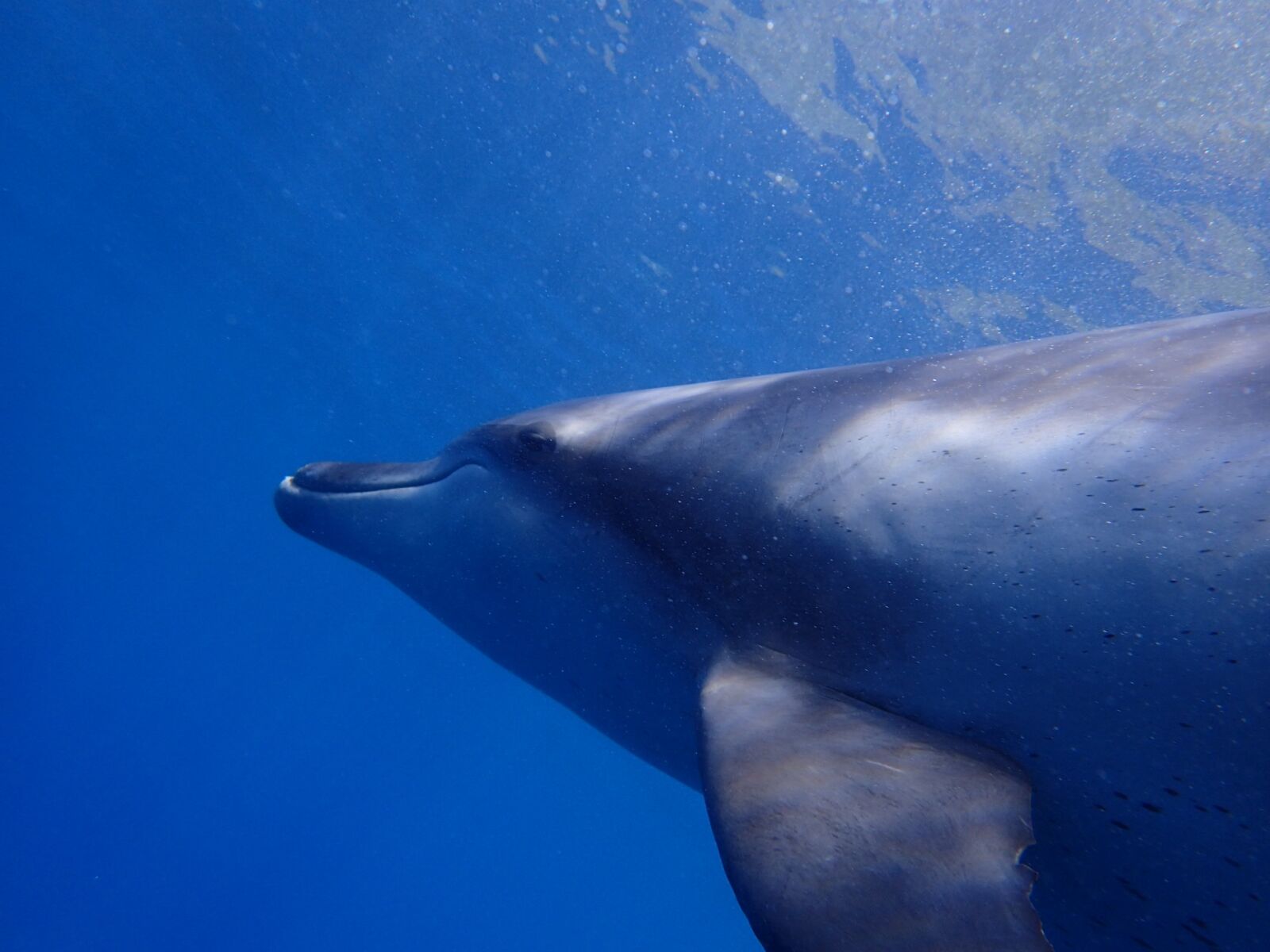 Olympus TG-4 sample photo. Sea, dolphin, blue photography