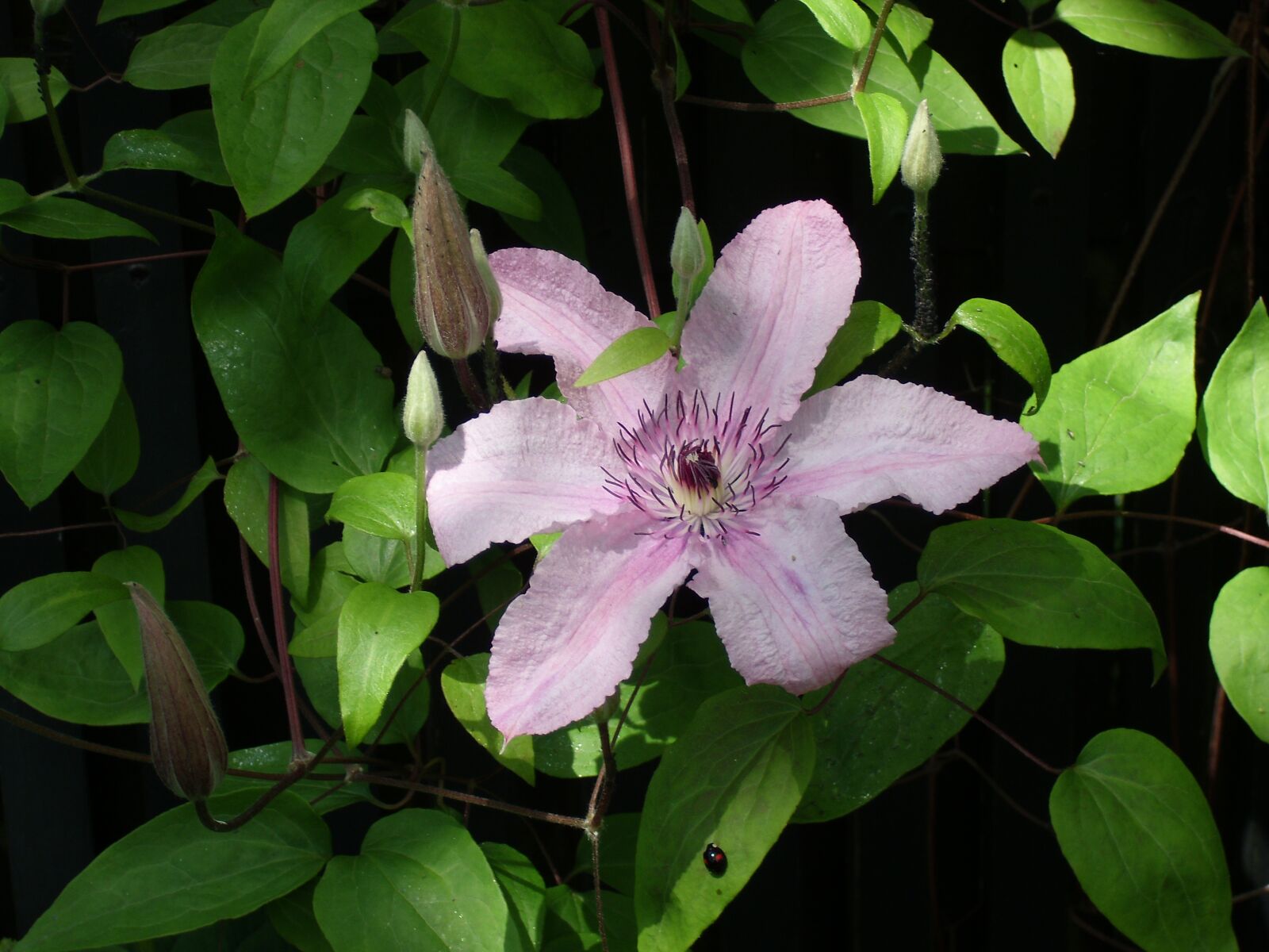 MEDION MD85863 sample photo. Pink, flower, clematis photography