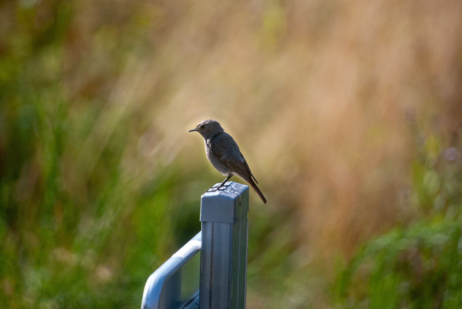 Nikon D80 sample photo. Bird, portrait, nature photography